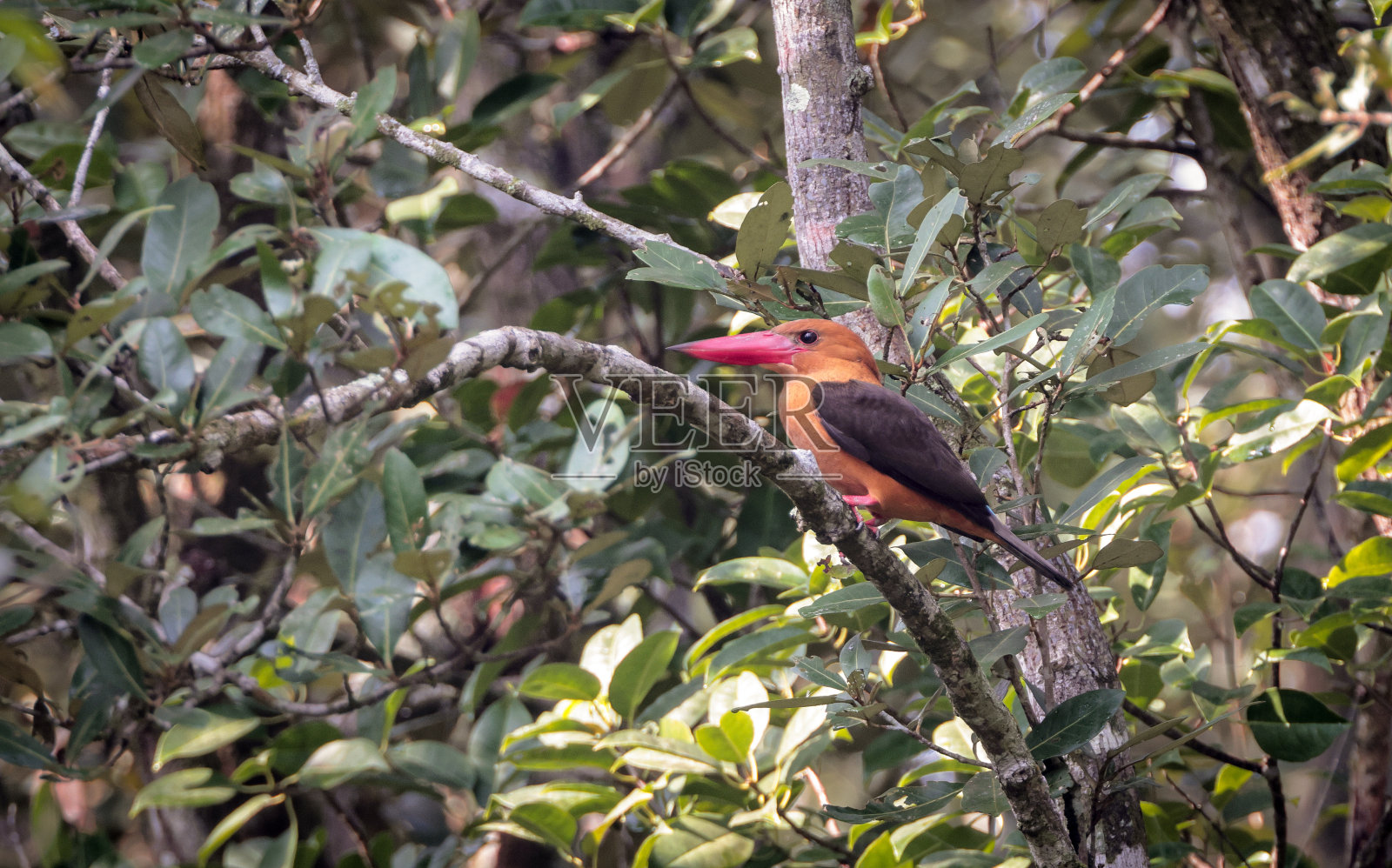 Brown-winged翠鸟照片摄影图片