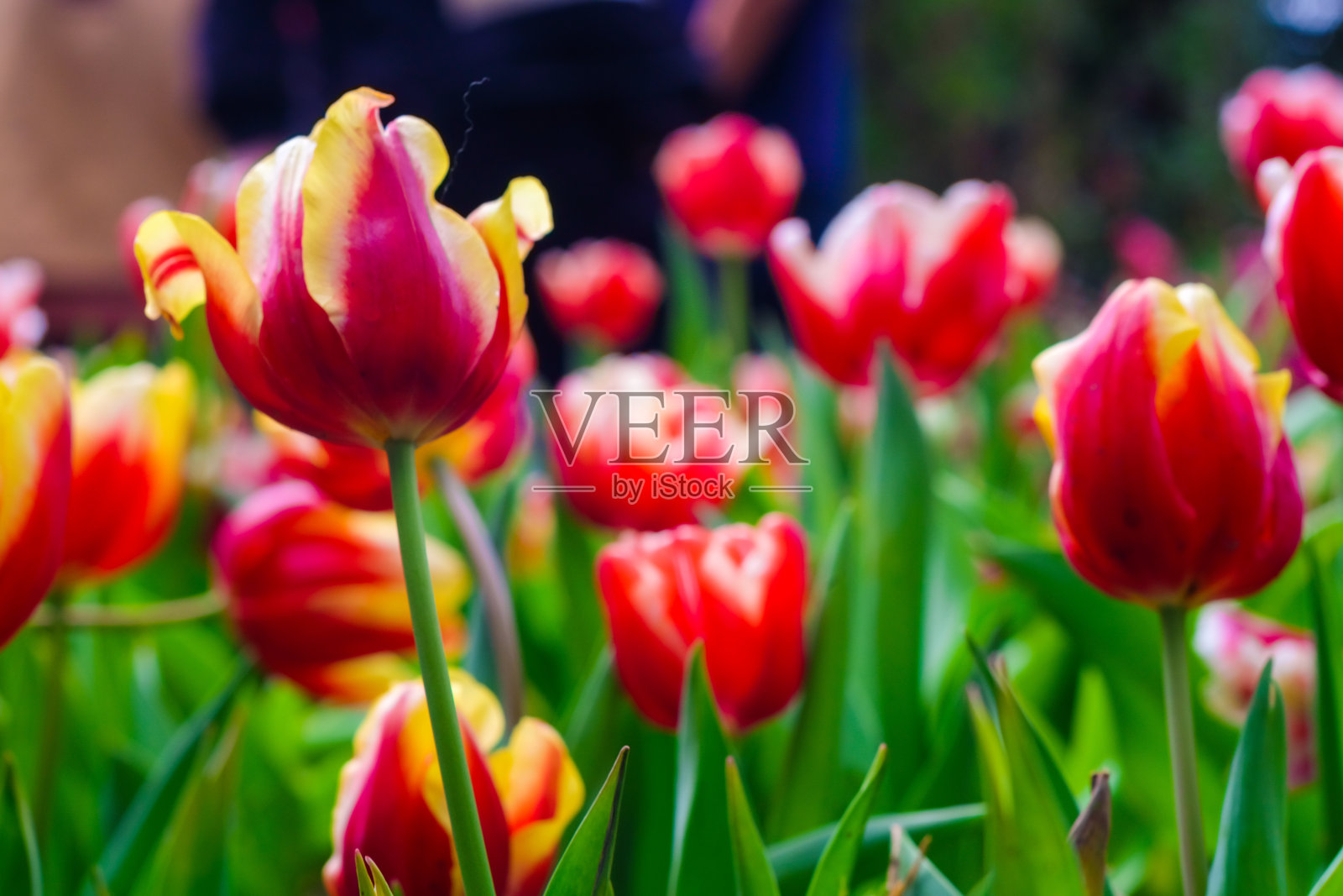 五颜六色的郁金香冬季花园室外公园照片摄影图片