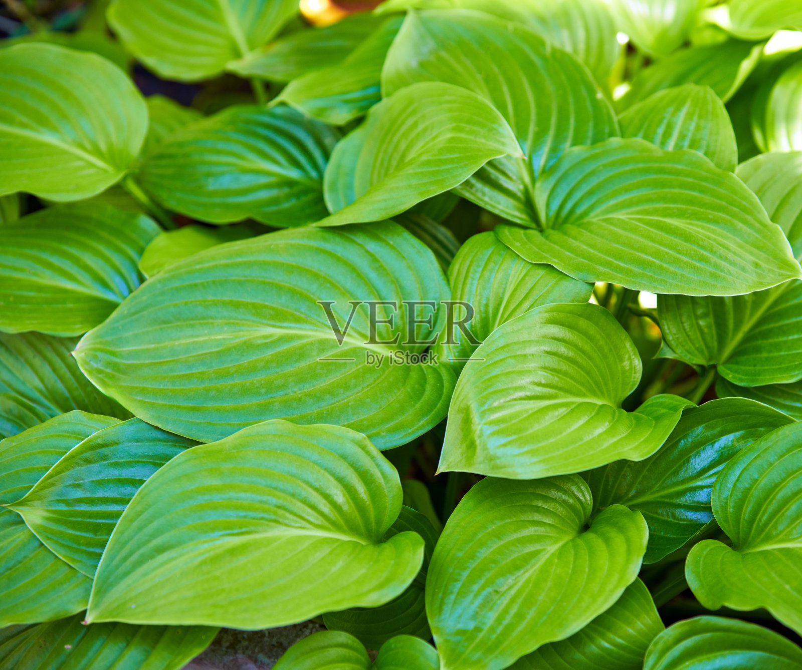 近距离的绿叶背景，葱郁的藤叶纹理照片摄影图片