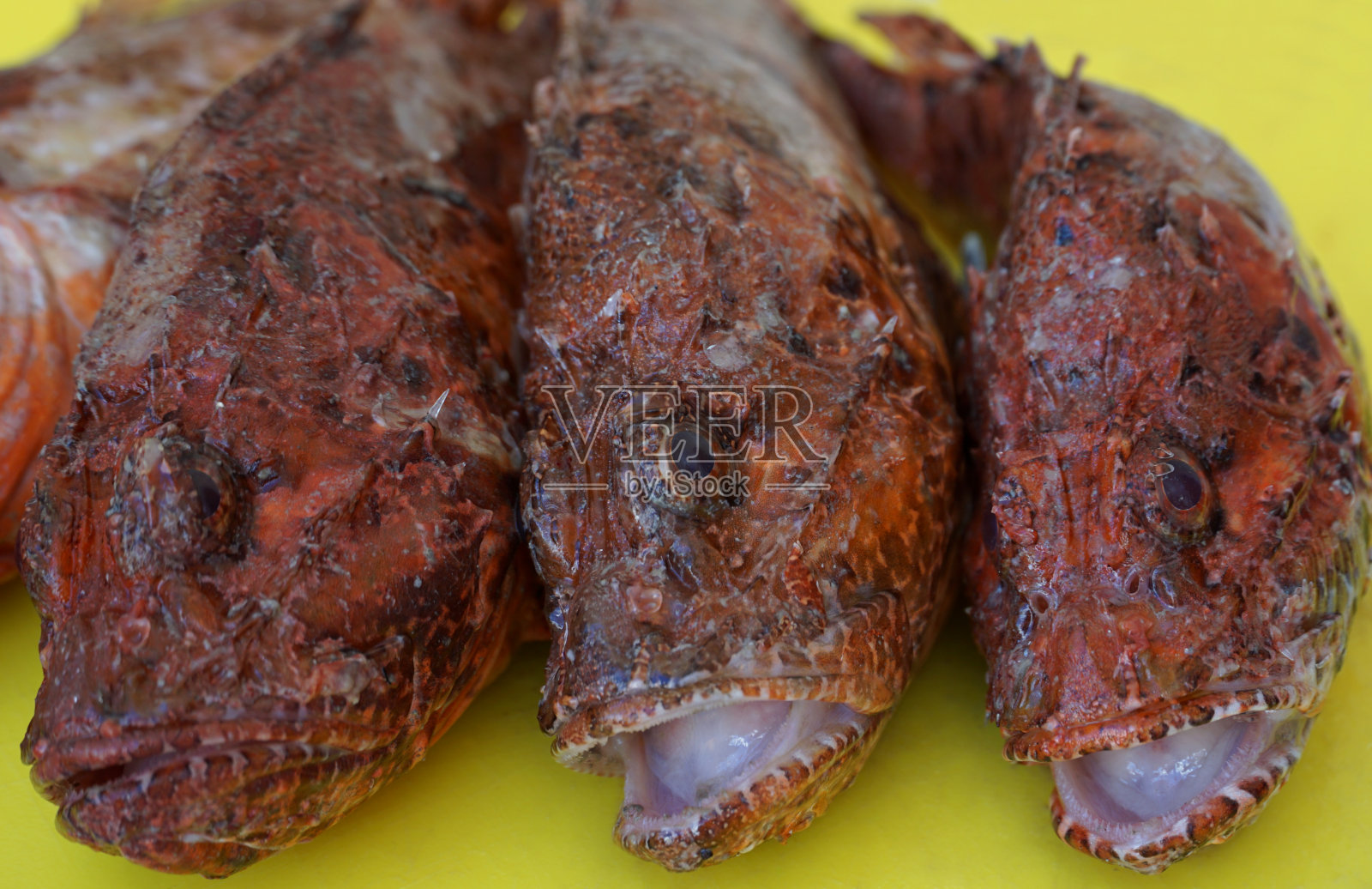 盘子里的蝎子或红斯卡皮纳鱼，准备做饭和做饭照片摄影图片