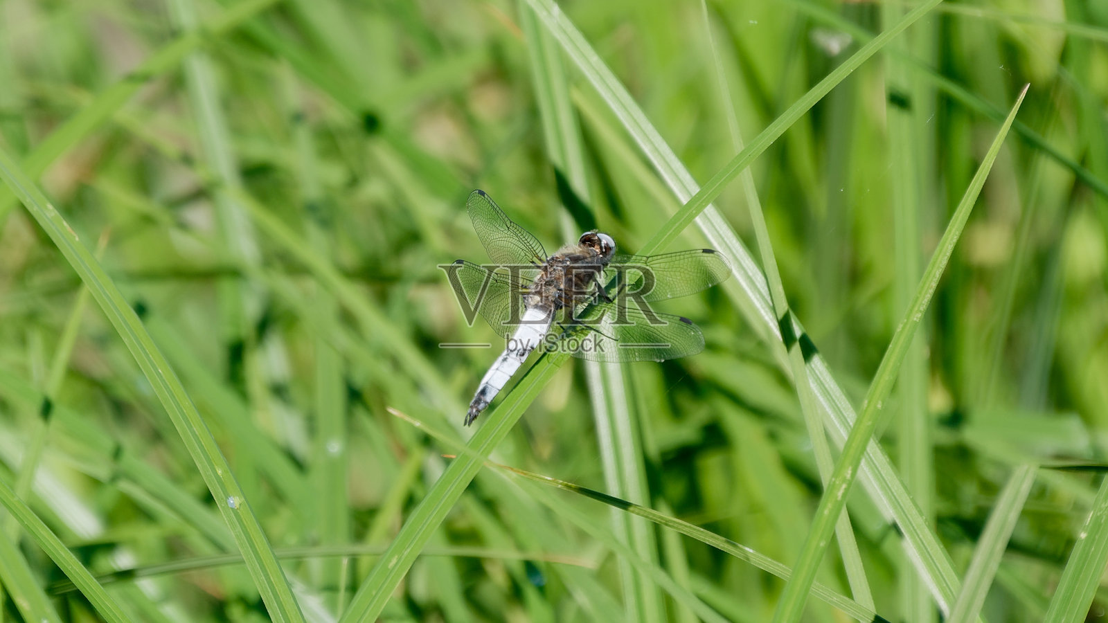 草丛中的大透明蜻蜓照片摄影图片
