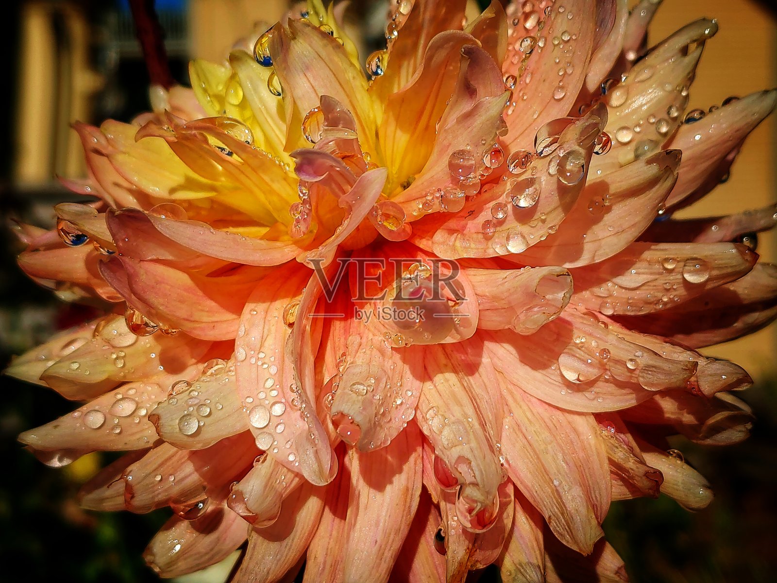 大丽照片摄影图片