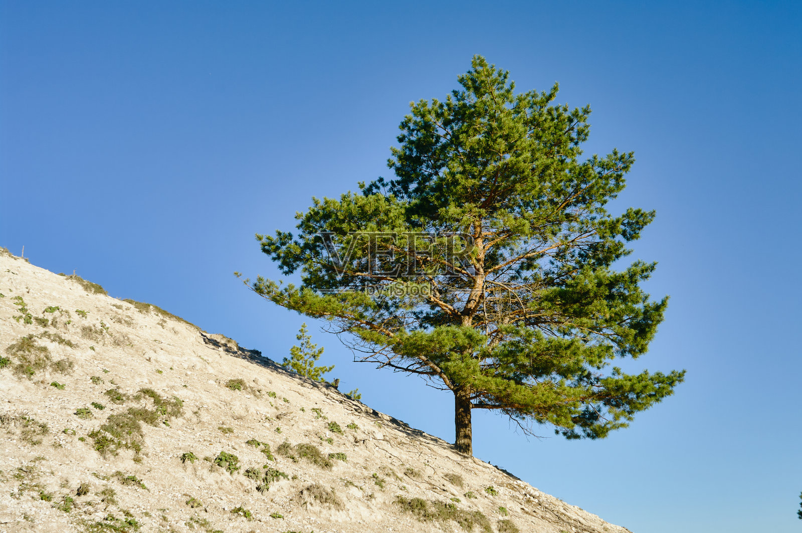 一棵松树长在白垩山的陡坡上照片摄影图片