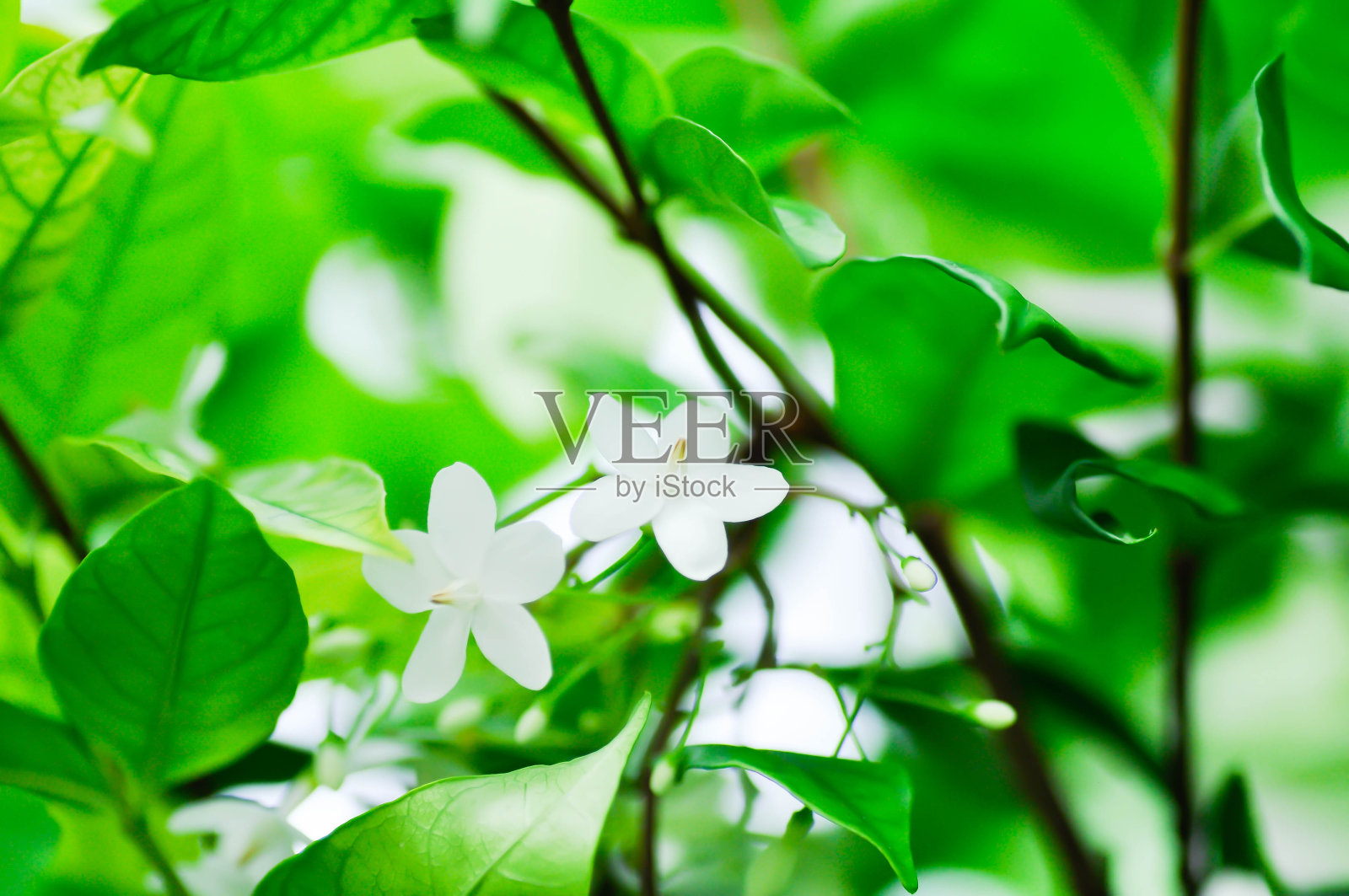 安达曼缎木、中国黄杨或九里香花照片摄影图片