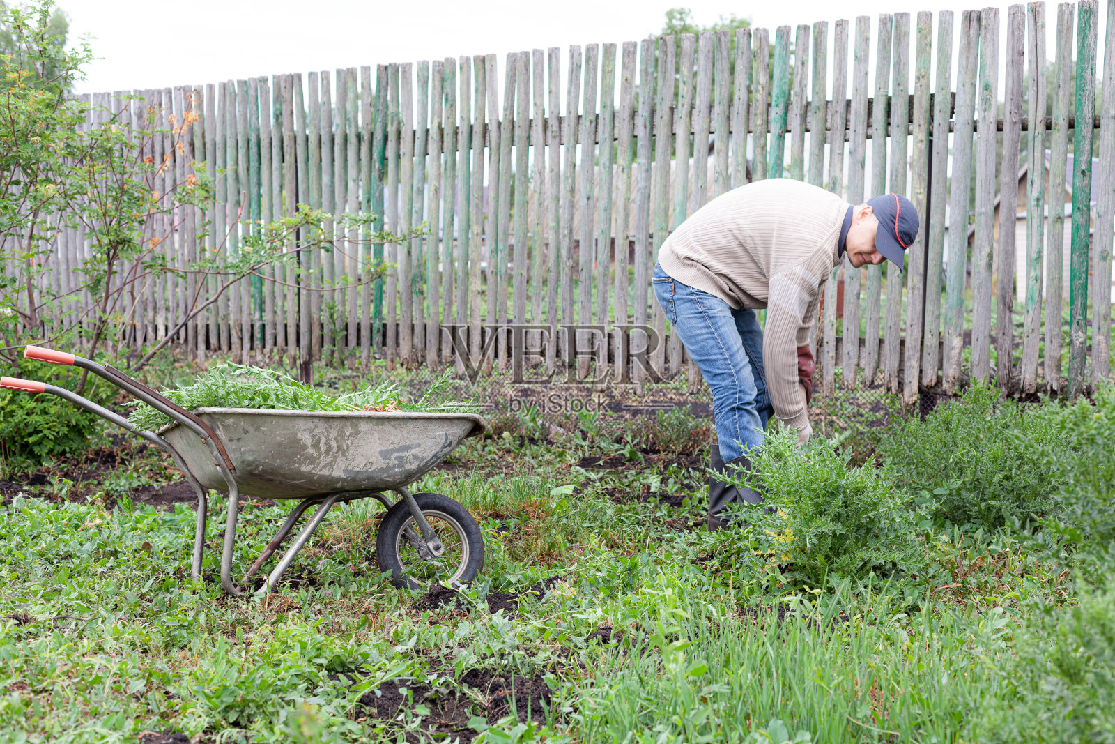 一个年轻人用铲子把花园里的杂草连根拔起，然后把杂草放在推车里。照片摄影图片