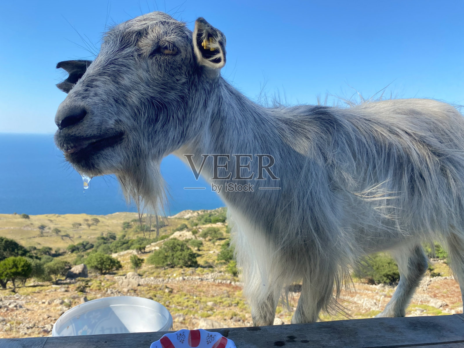 在Gokceada Imbros，一只山羊从茶盘里喝水照片摄影图片