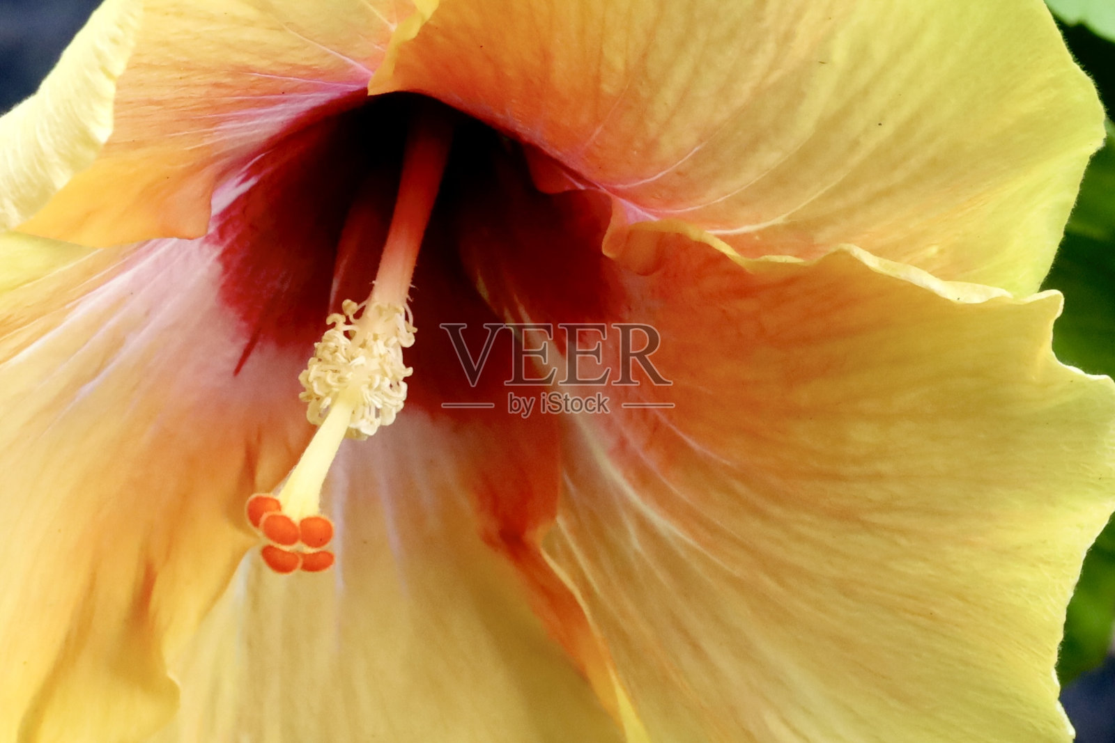 黄色和红色的芙蓉花盛开照片摄影图片