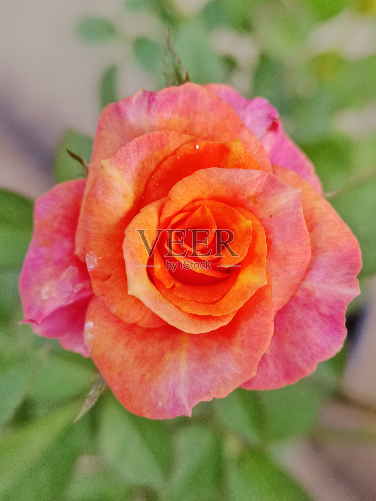 选择性聚焦花园玫瑰在橙色粉红色孤立在模糊的背景照片摄影图片