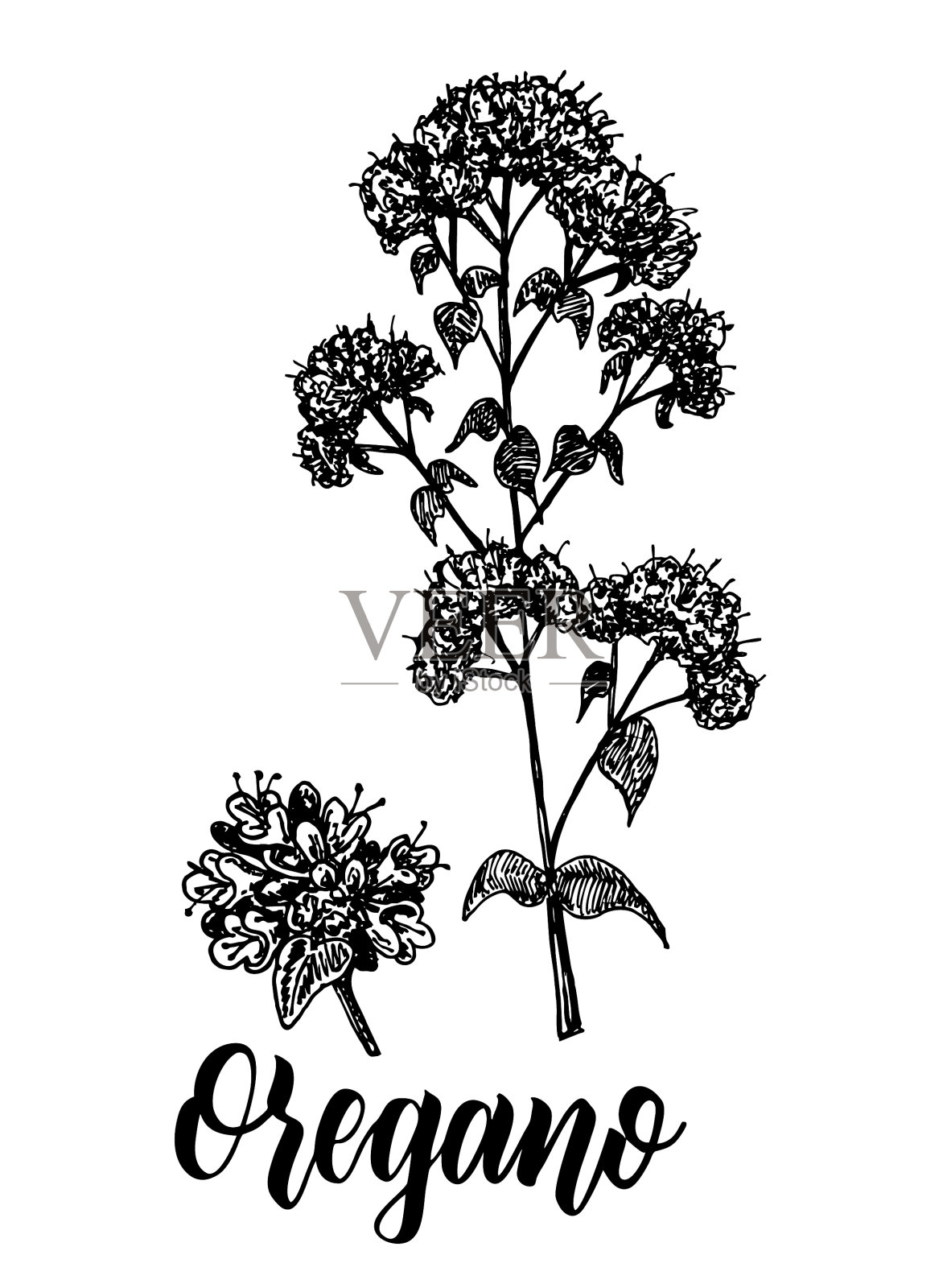 牛至手绘草图插画图片素材