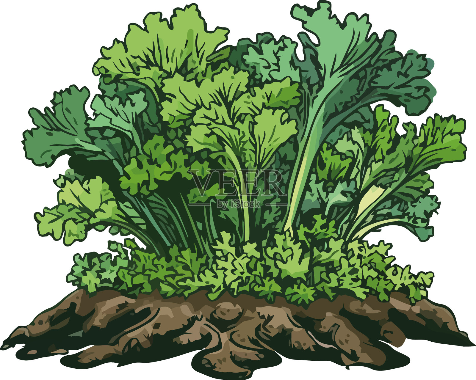 新鲜的有机香草和蔬菜生长在大自然设计元素图片