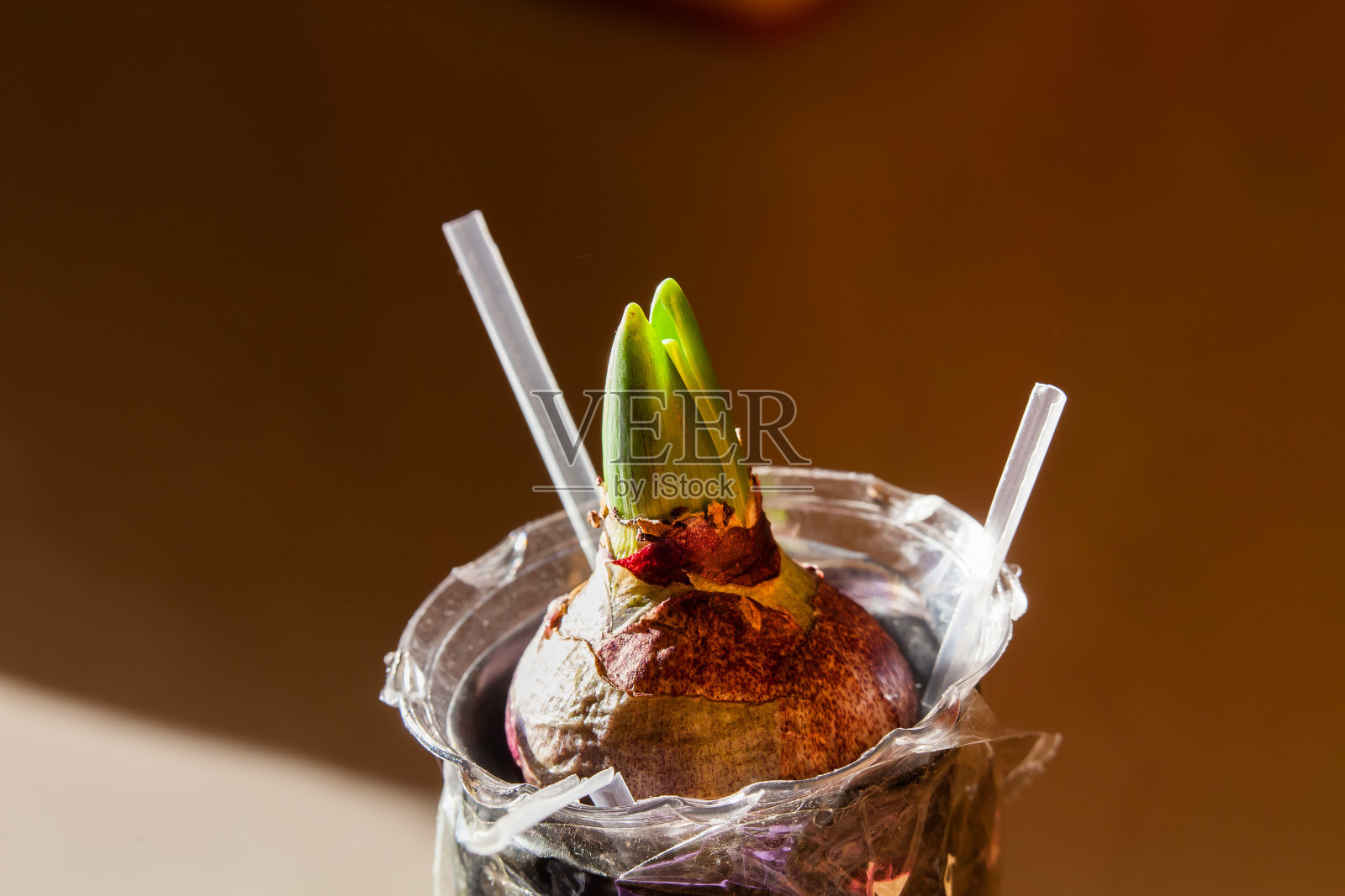 风信子。室内园艺植物和花卉。照片摄影图片