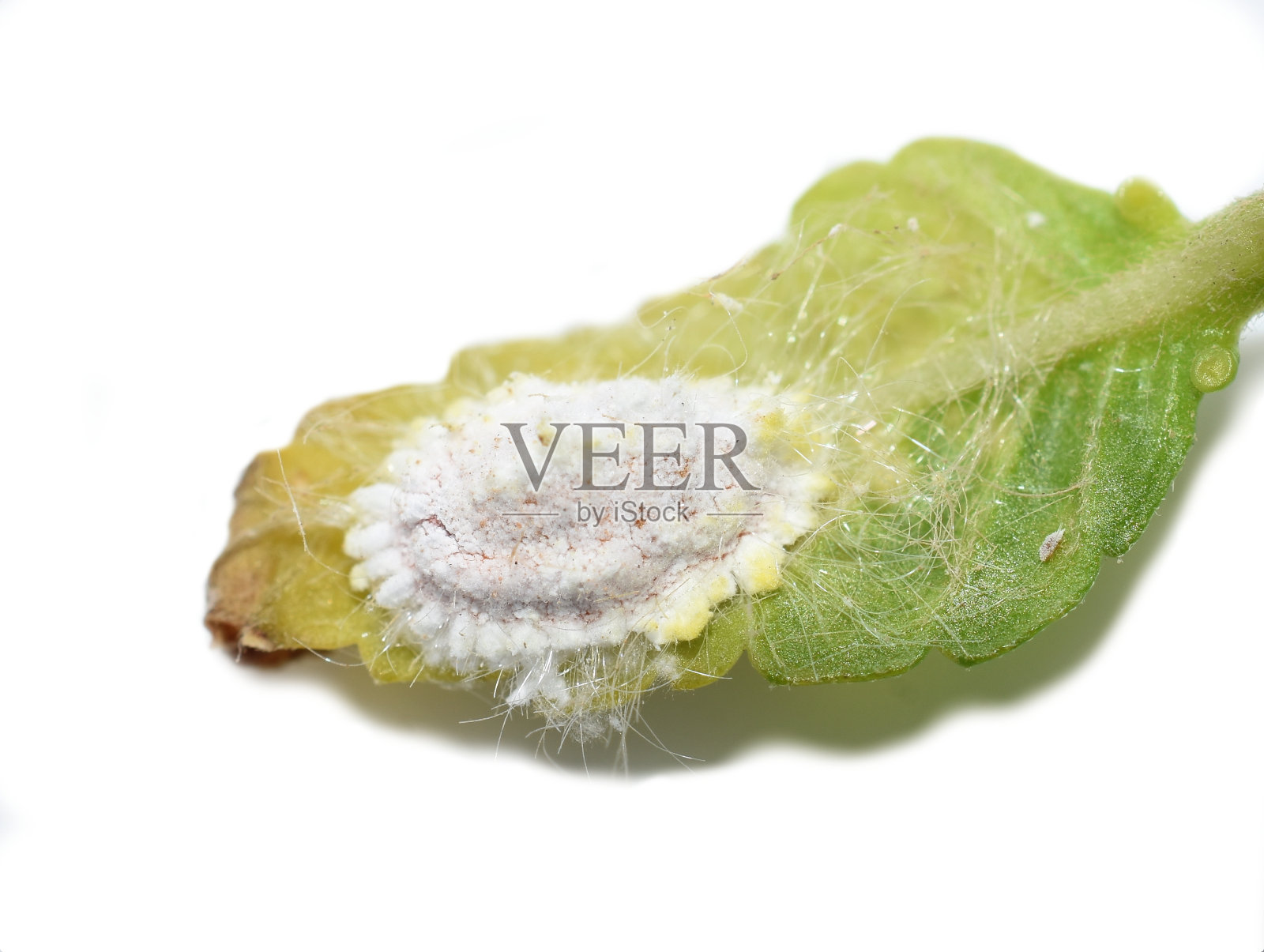 塞舌尔介壳虫照片摄影图片