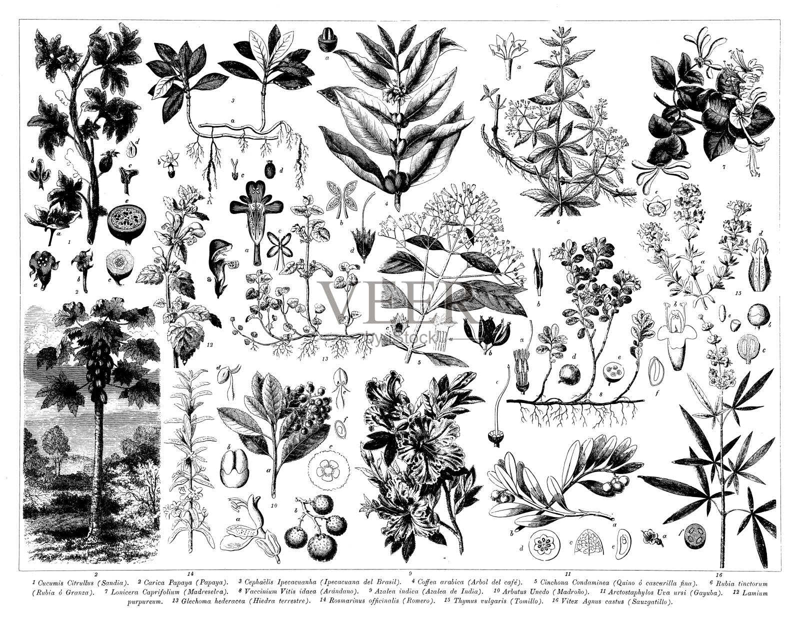 古董雕刻收藏，植物学:植物部分插画图片素材