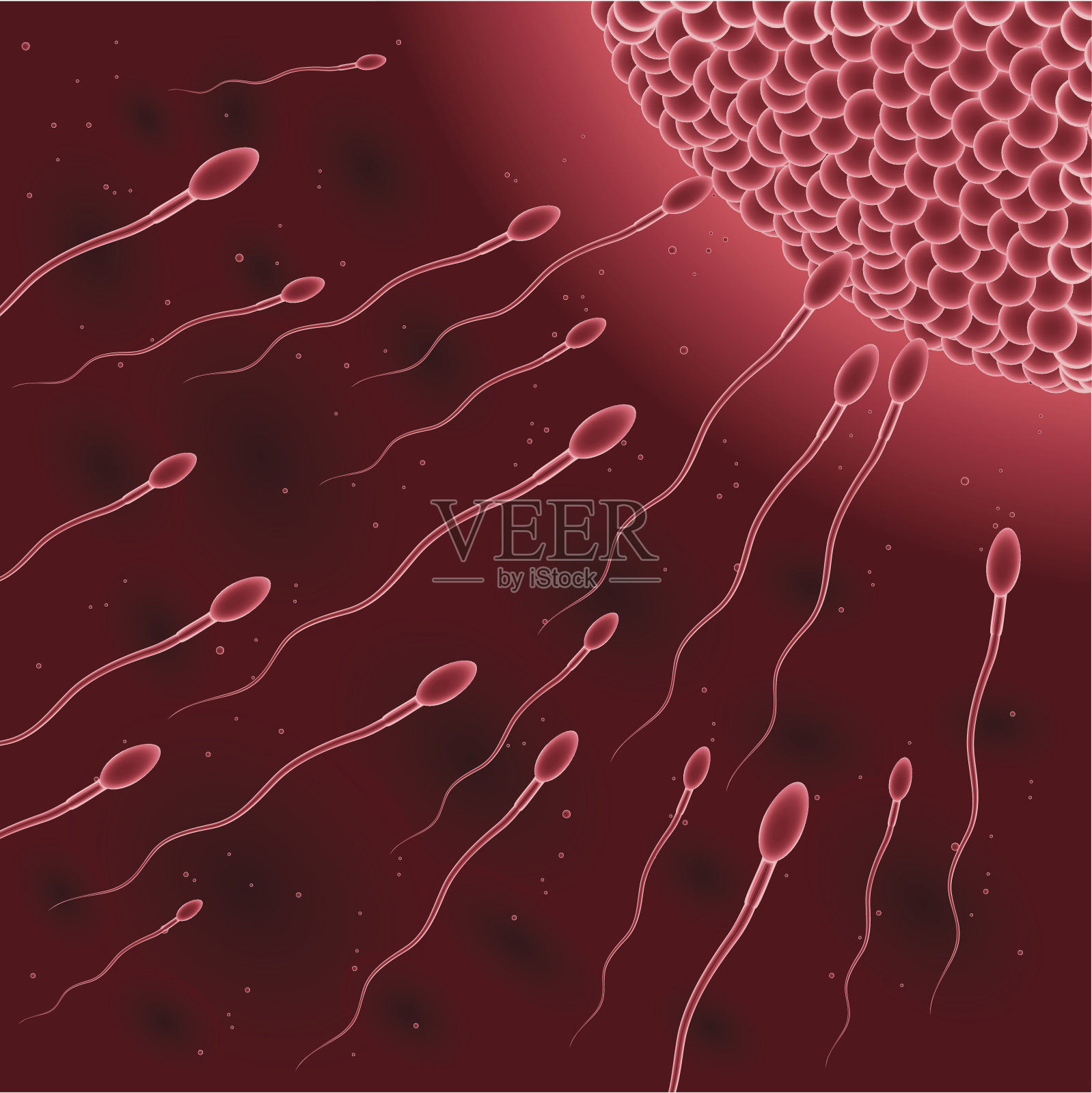 精子奥武勒插画图片素材