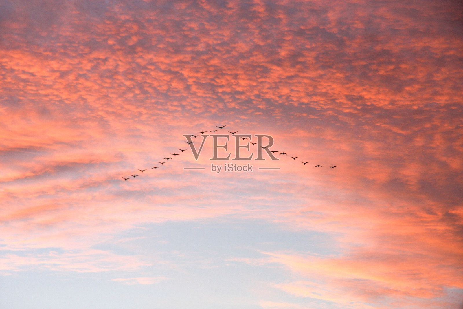 日落时鸟儿排成V字形飞行照片摄影图片