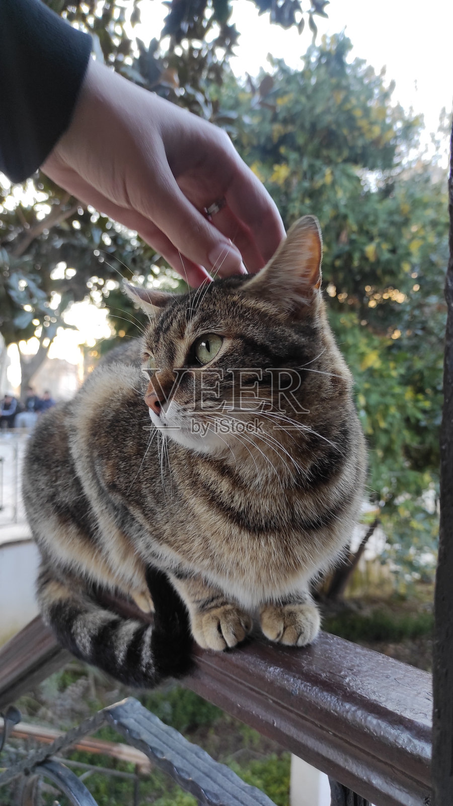 猫照片摄影图片