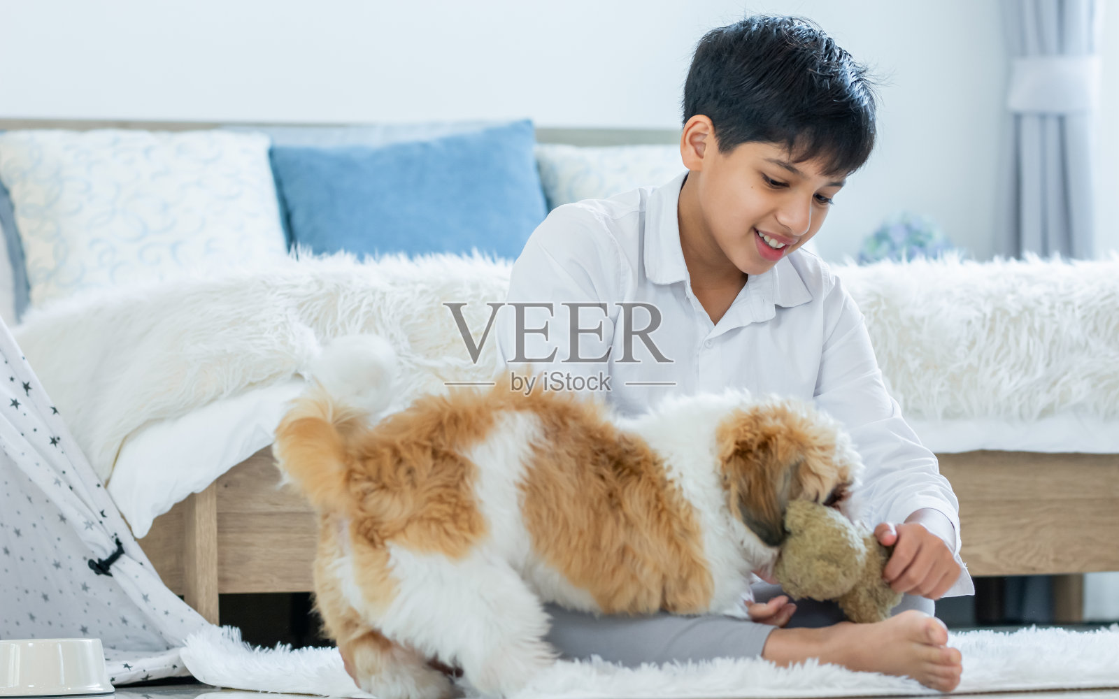 十几岁的聪明男孩穿着休闲的衬衫，带着幸福的微笑，和小狗或宠物一起玩得很开心，周末在舒适的家里放松，爱。生活方式、休闲、健康理念。照片摄影图片