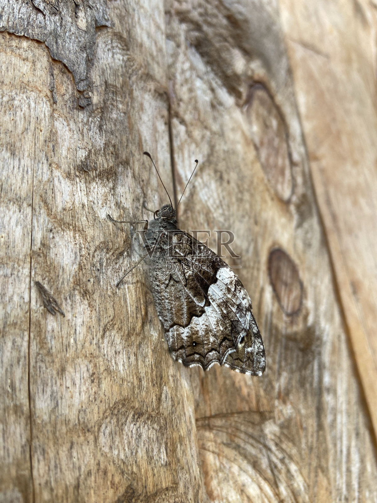 木头上的棕色蝴蝶照片摄影图片