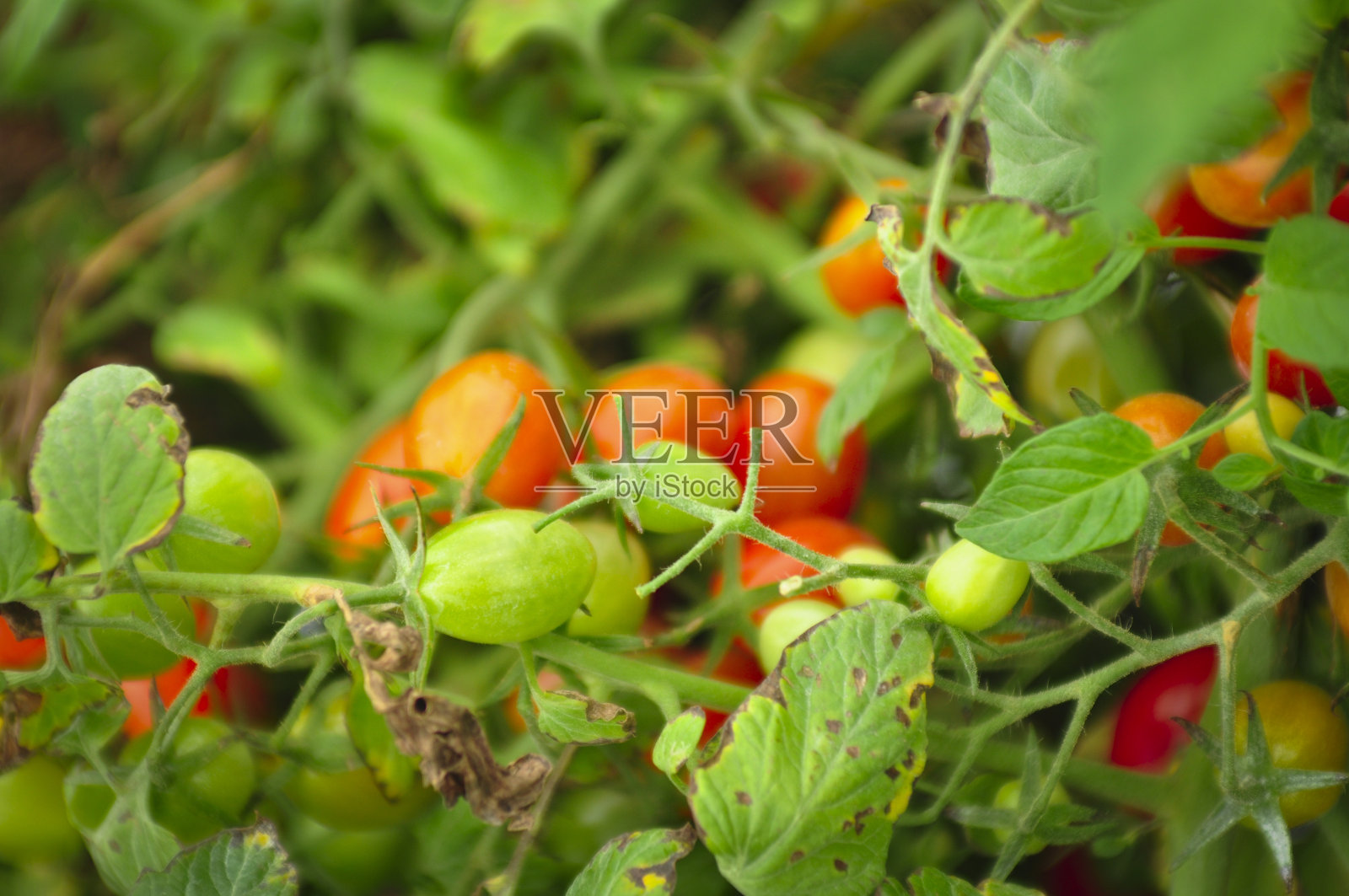 葡萄藤上的圣女果。照片摄影图片