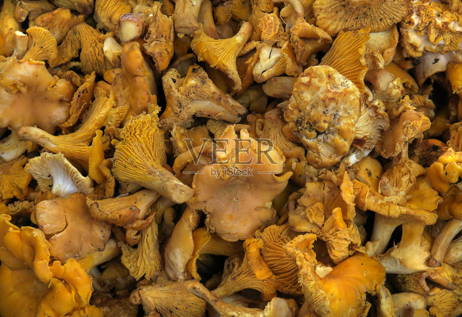 鸡油菌蘑菇出售照片摄影图片