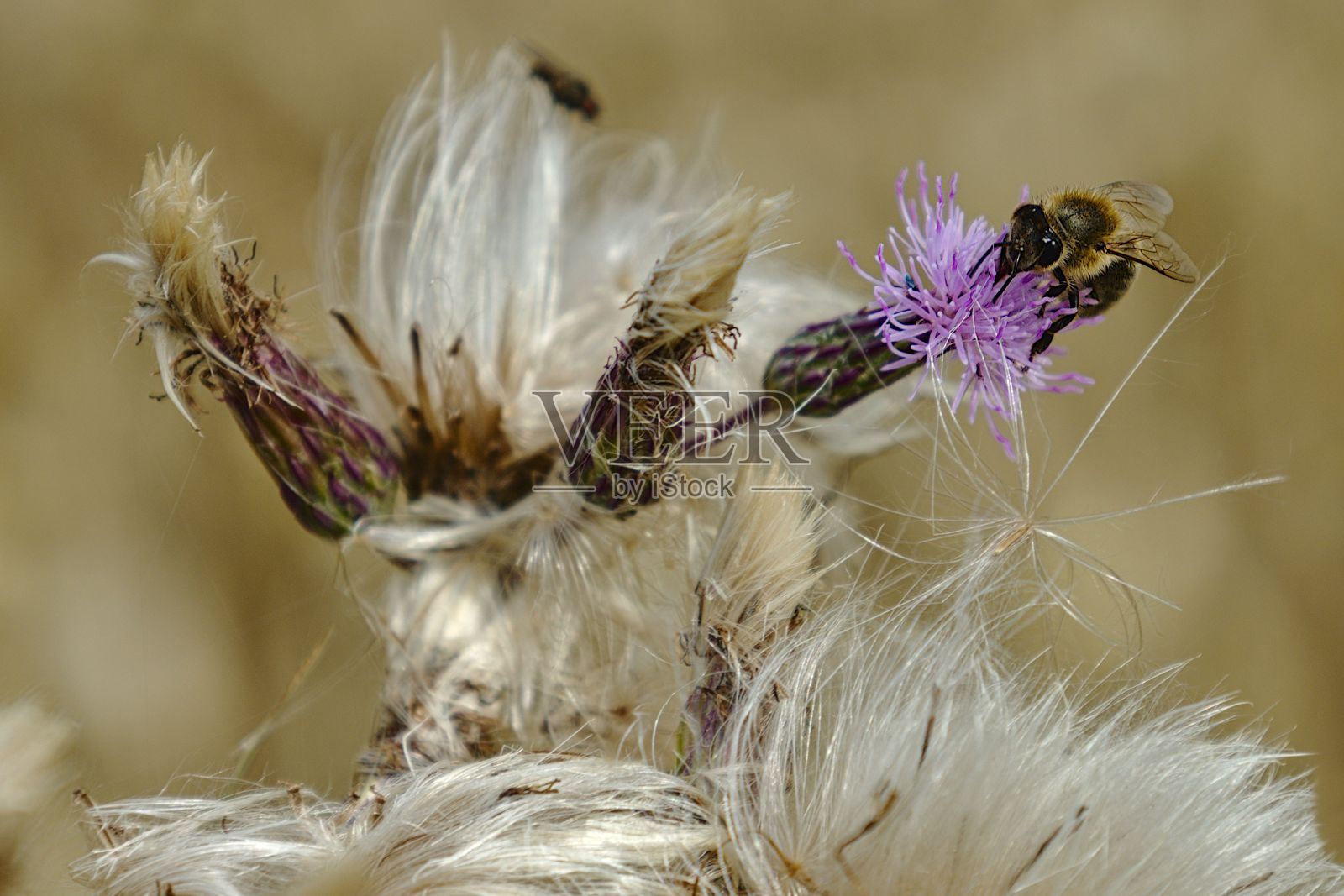 一只蜜蜂栖息在一朵鲜艳的粉红色花朵上的特写照片摄影图片