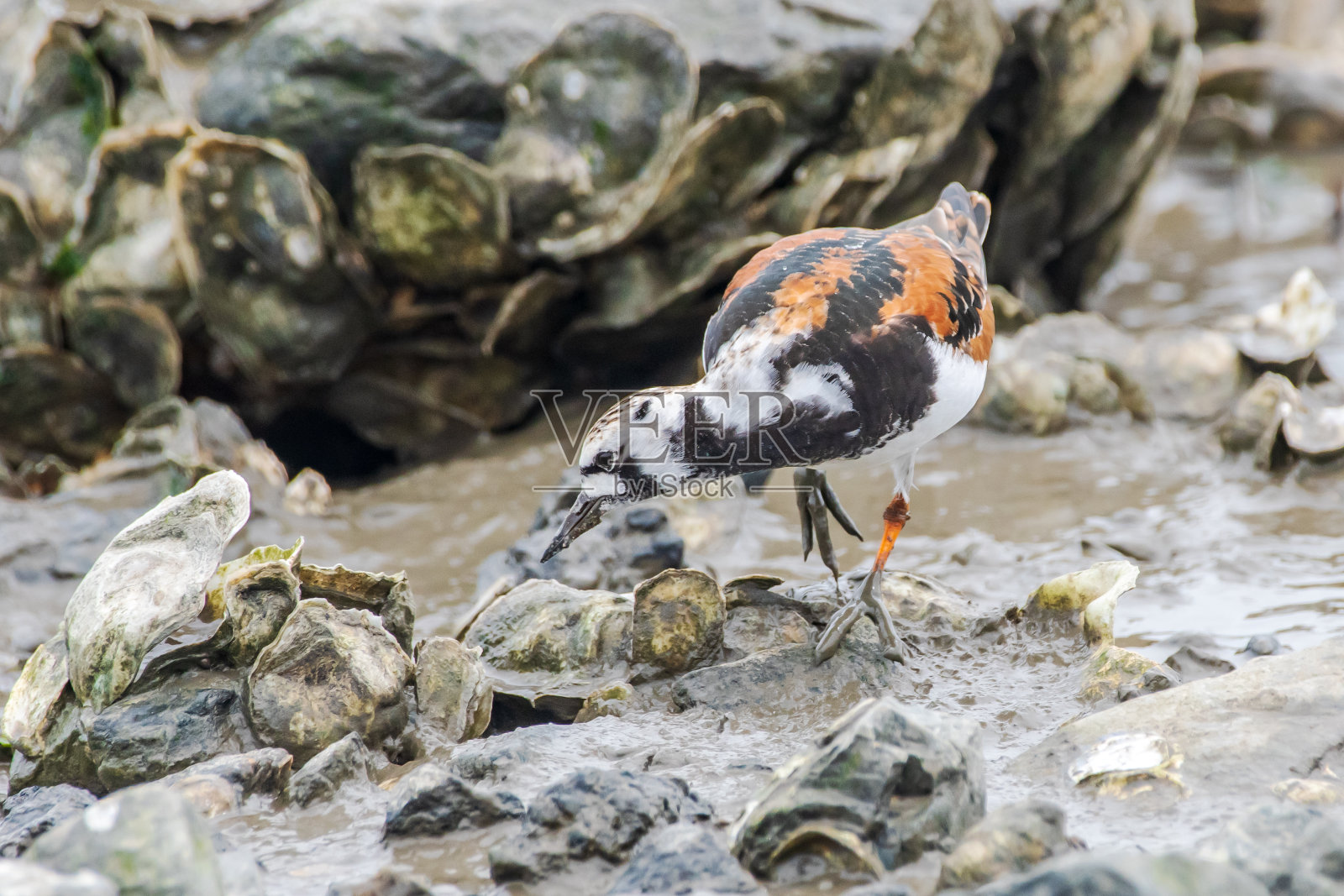 在布满岩石的海滩上觅食的红色turnstone照片摄影图片