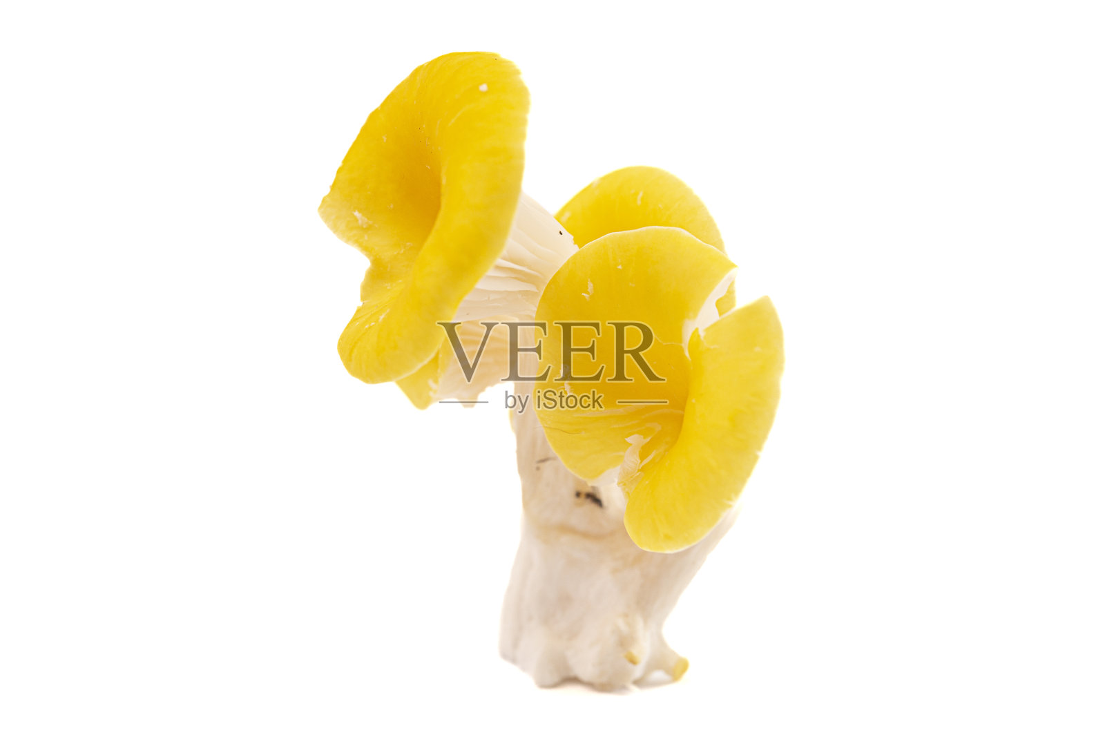 黄色鸡油菌在白色背景上分离照片摄影图片