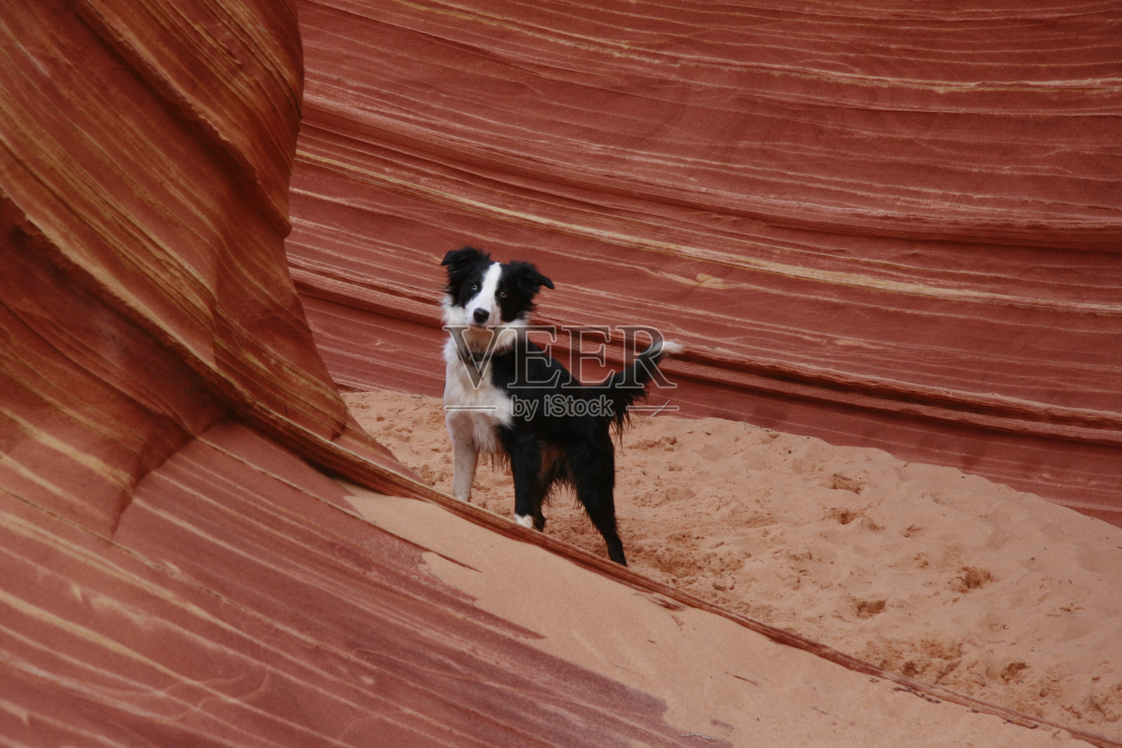 海浪边的本照片摄影图片