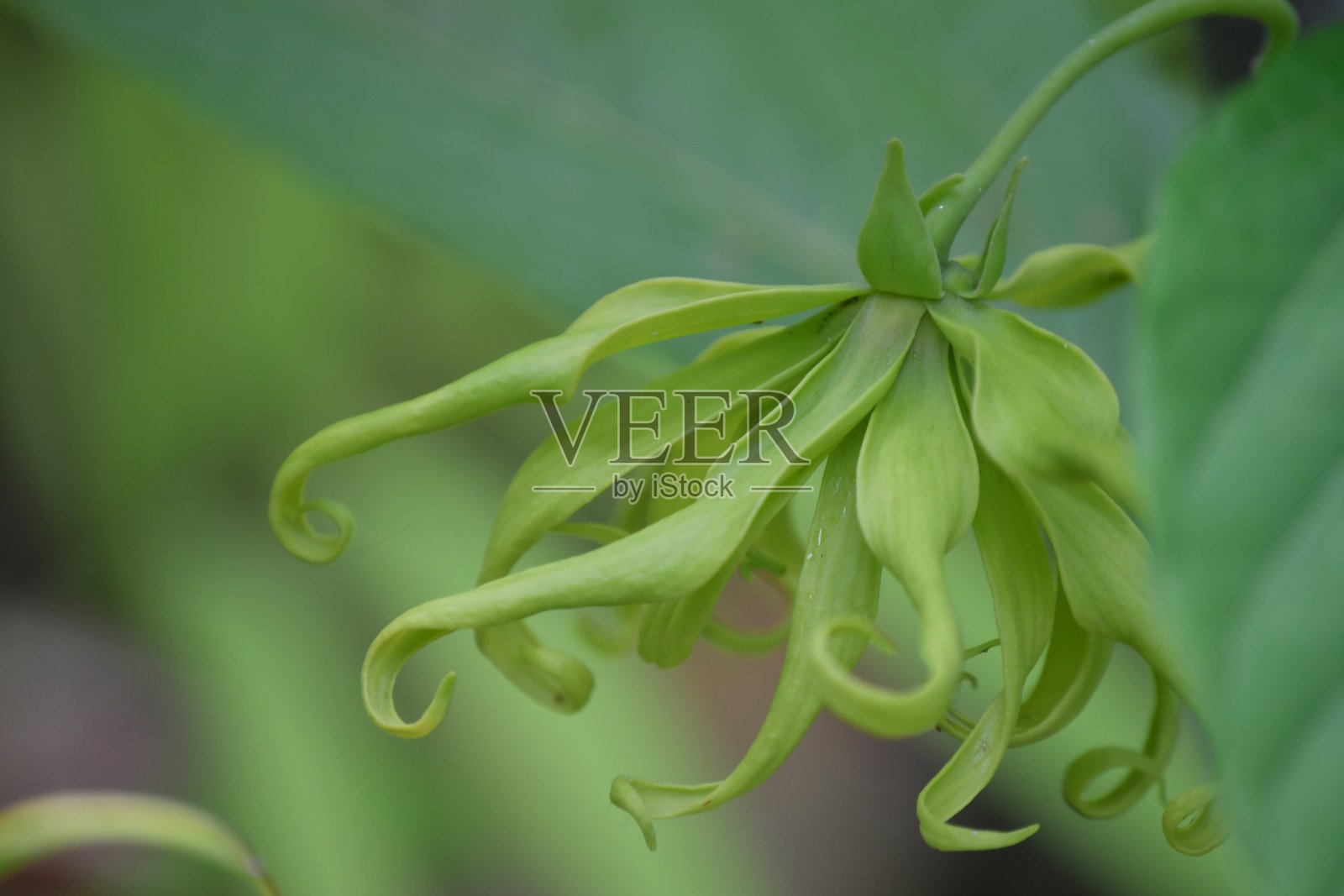 衣兰照片摄影图片