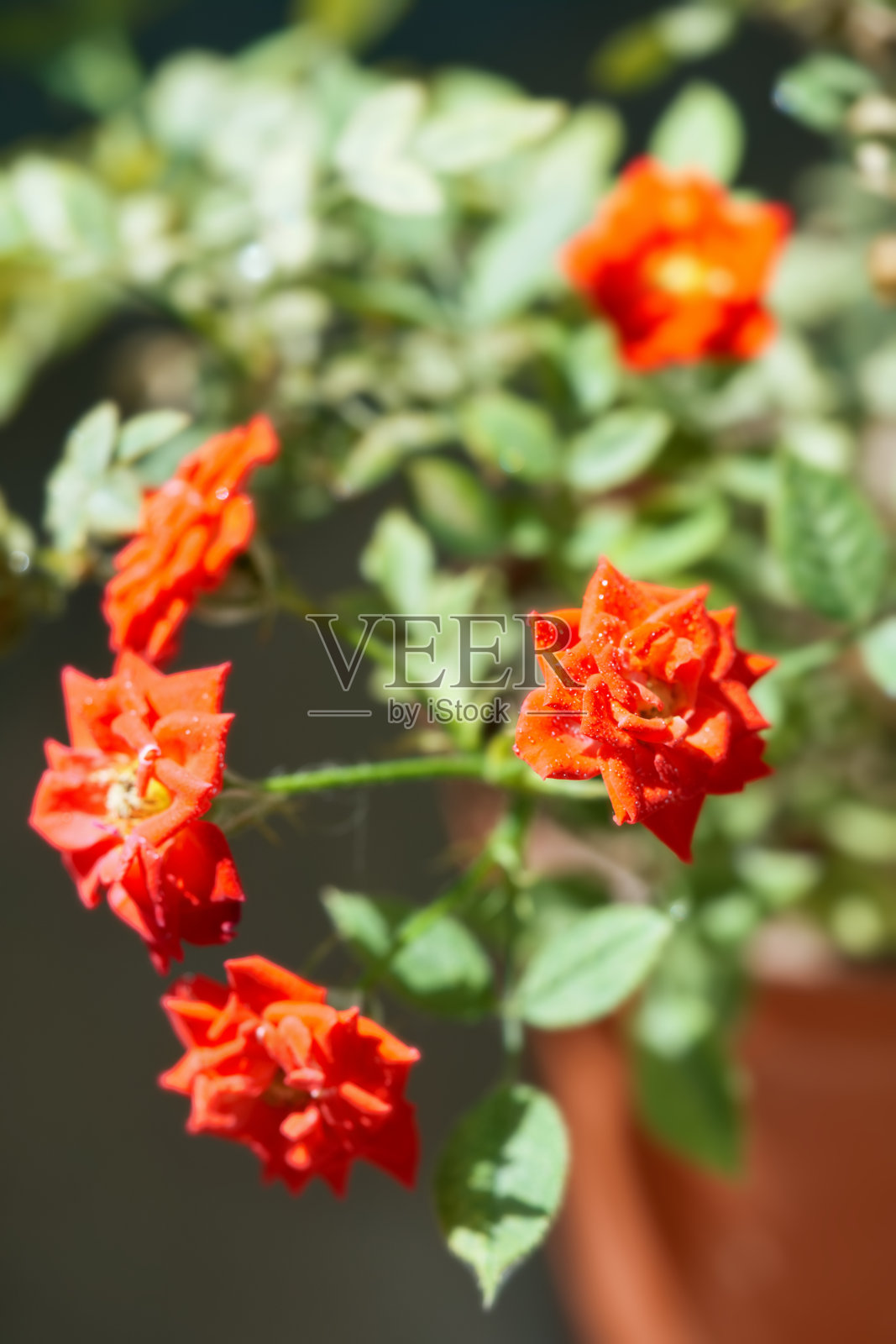 初夏花照片摄影图片