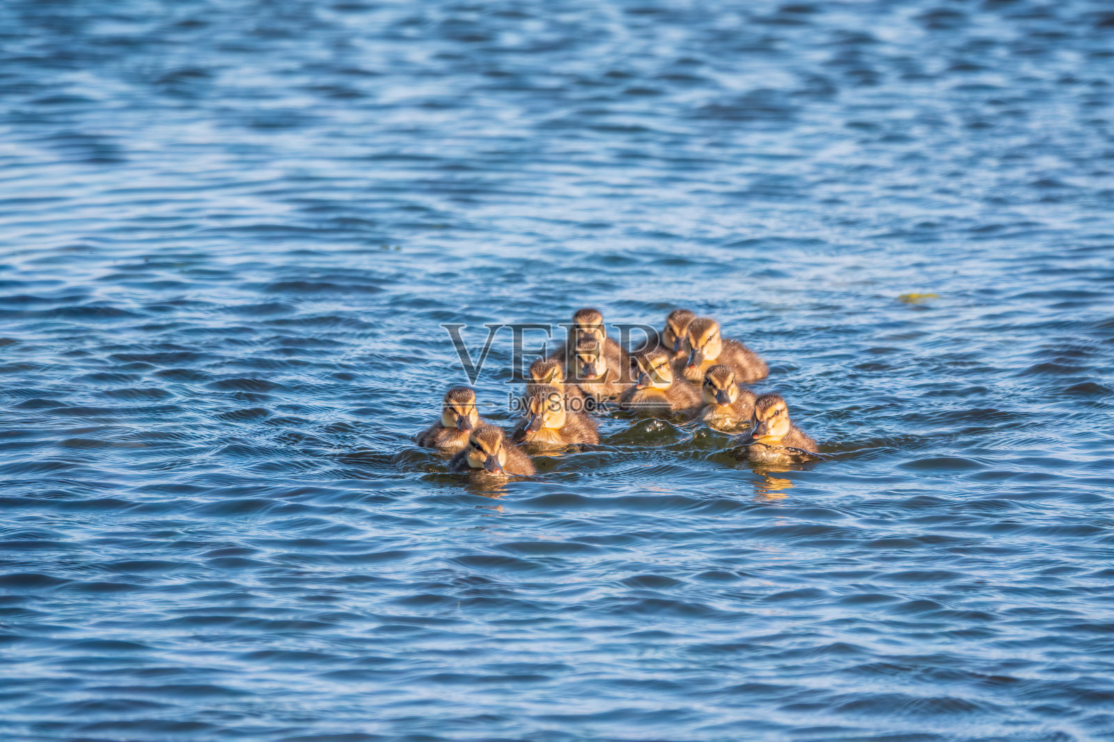 可爱的小鸭子独自在平静的湖泊或河流中游泳照片摄影图片
