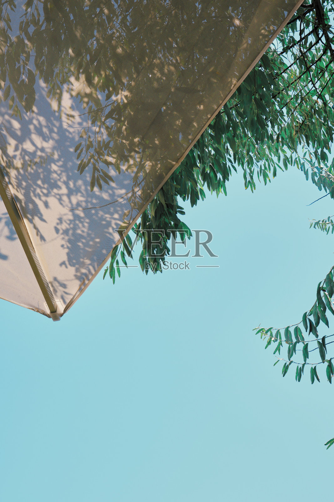 夏天的花园照片摄影图片