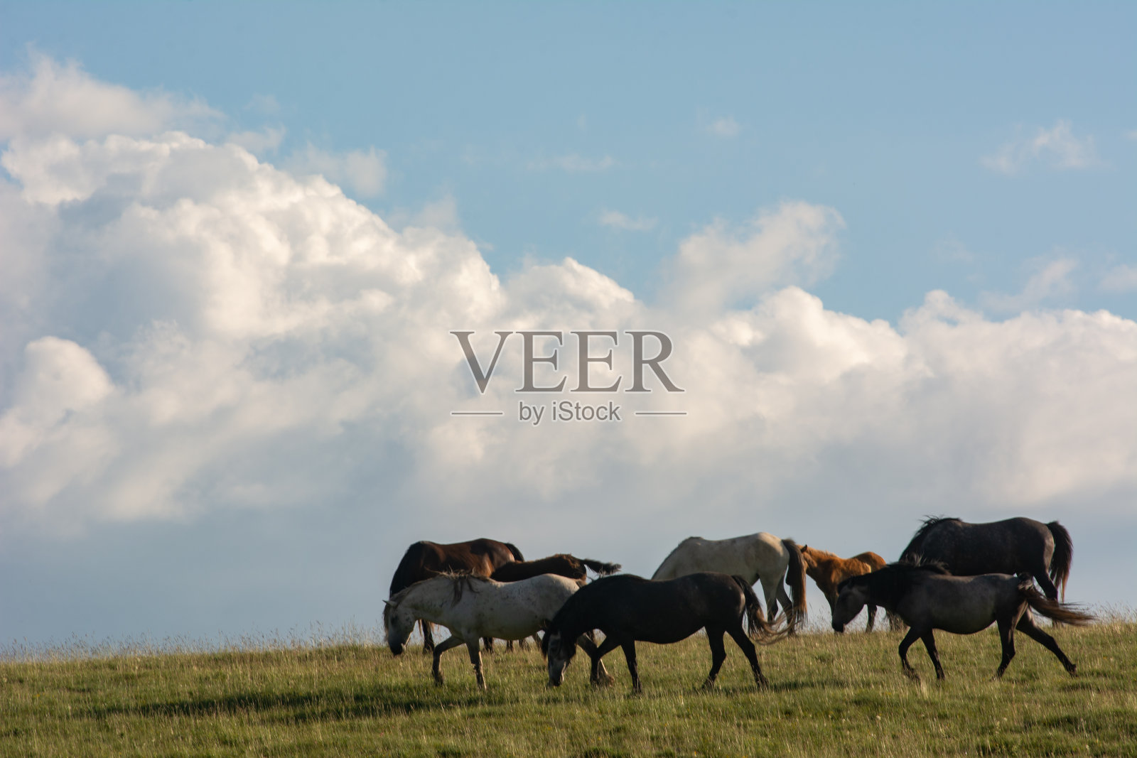 野马在高原上吃草照片摄影图片