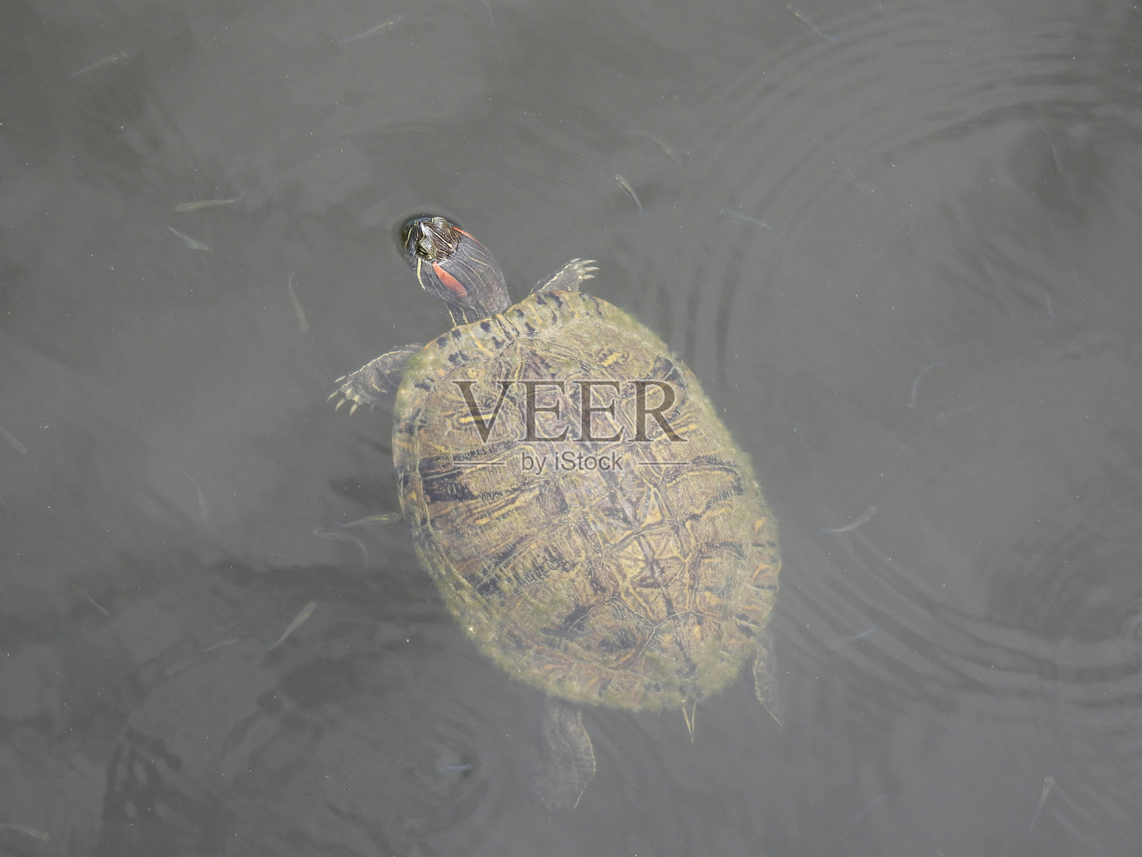 红耳龟(Trachemys scripta elegans) -在湖中游泳照片摄影图片