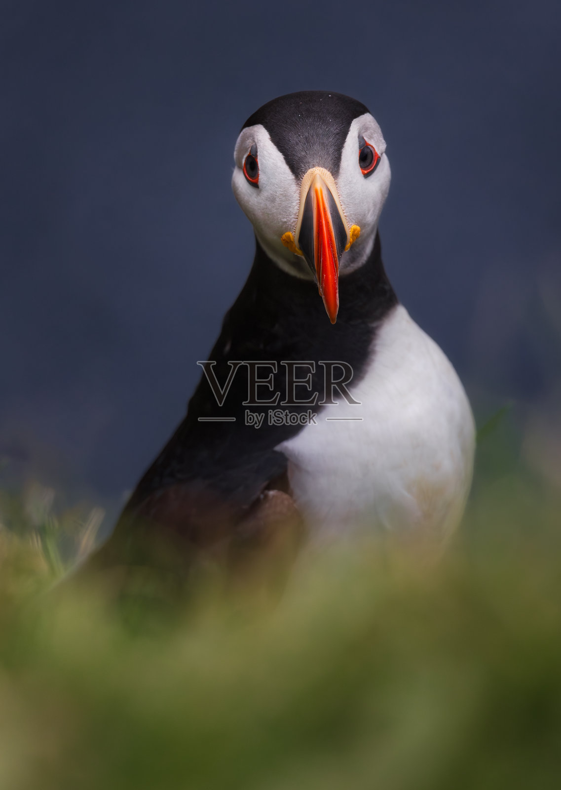 给我你的眼睛，照片摄影图片