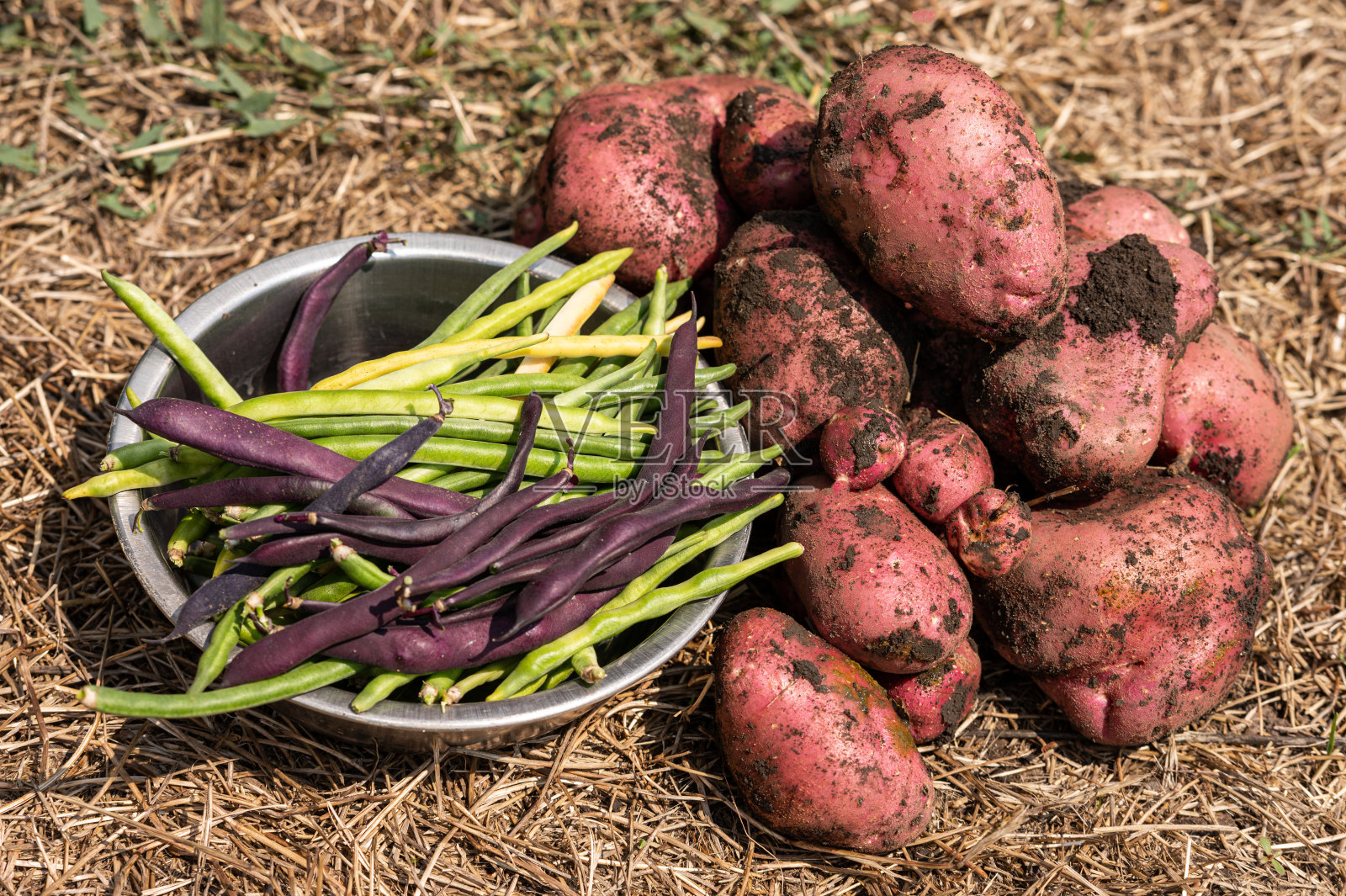 土豆和四季豆在地上。菜园照片摄影图片