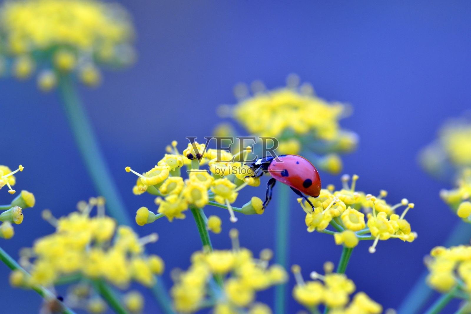 一只瓢虫(七星瓢虫)正在吃野生茴香(小茴香)的花。照片摄影图片