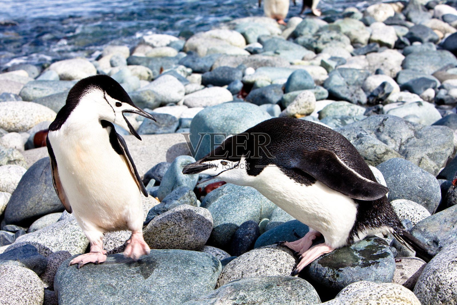 帽带企鹅对抗南极洲照片摄影图片
