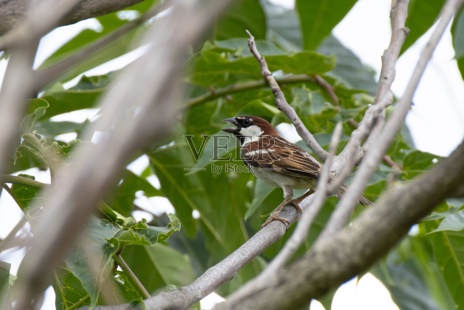 麻雀栖息歌唱照片摄影图片