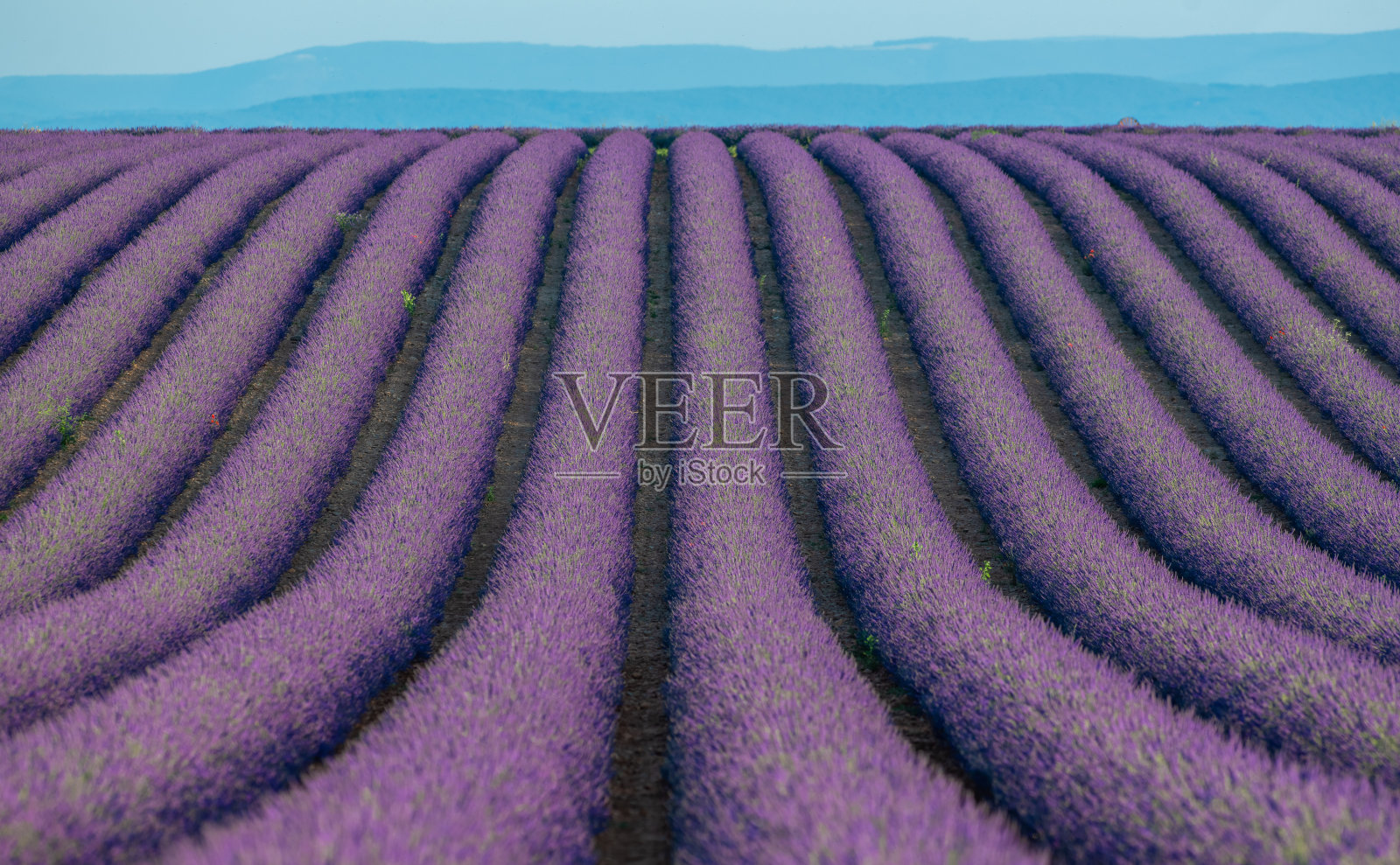 上阿尔卑斯普罗旺斯蔚蓝海岸，日落时分的瓦朗索勒高原薰衣草田照片摄影图片