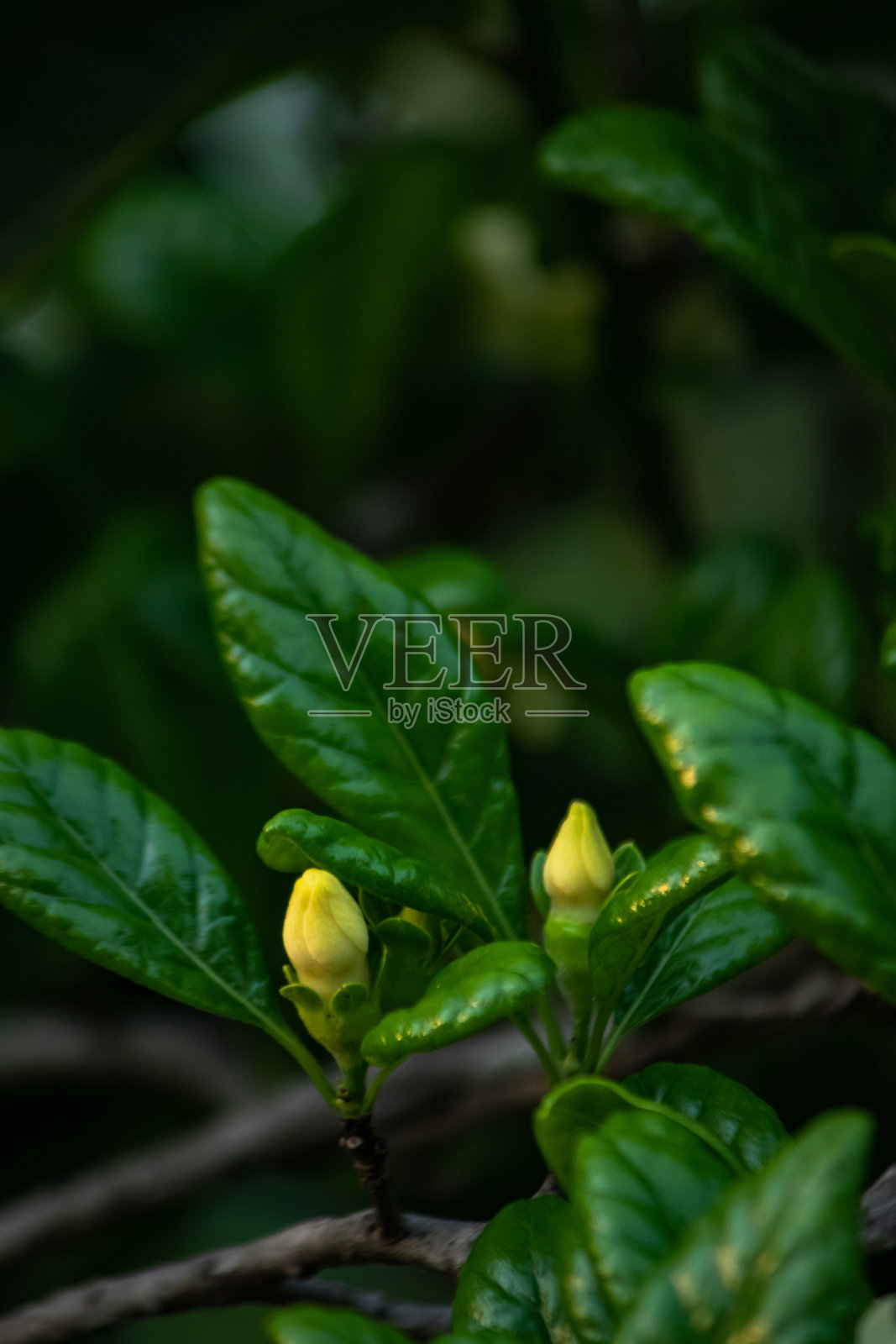 新鲜绿叶:有机植物部分的植物学特写照片摄影图片