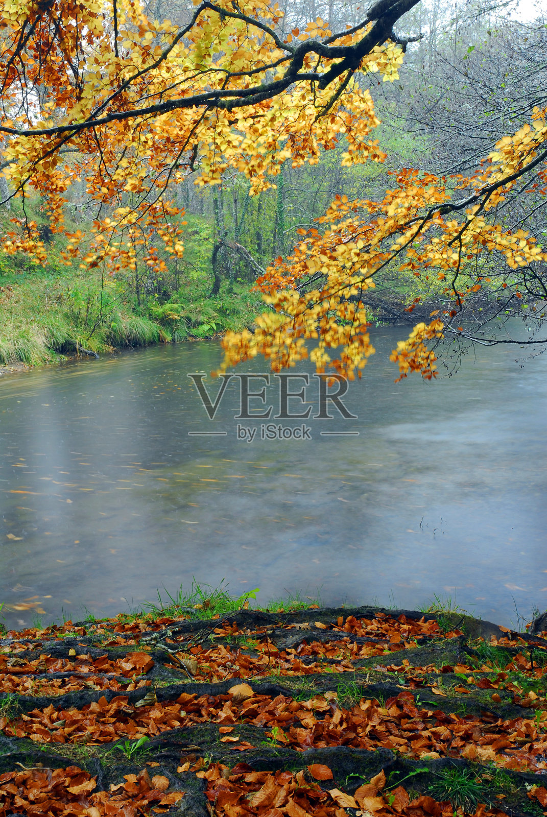 秋天的山毛榉树和棕色的树叶散落在巴亚斯河旁边。戈比亚戈比亚自然公园照片摄影图片