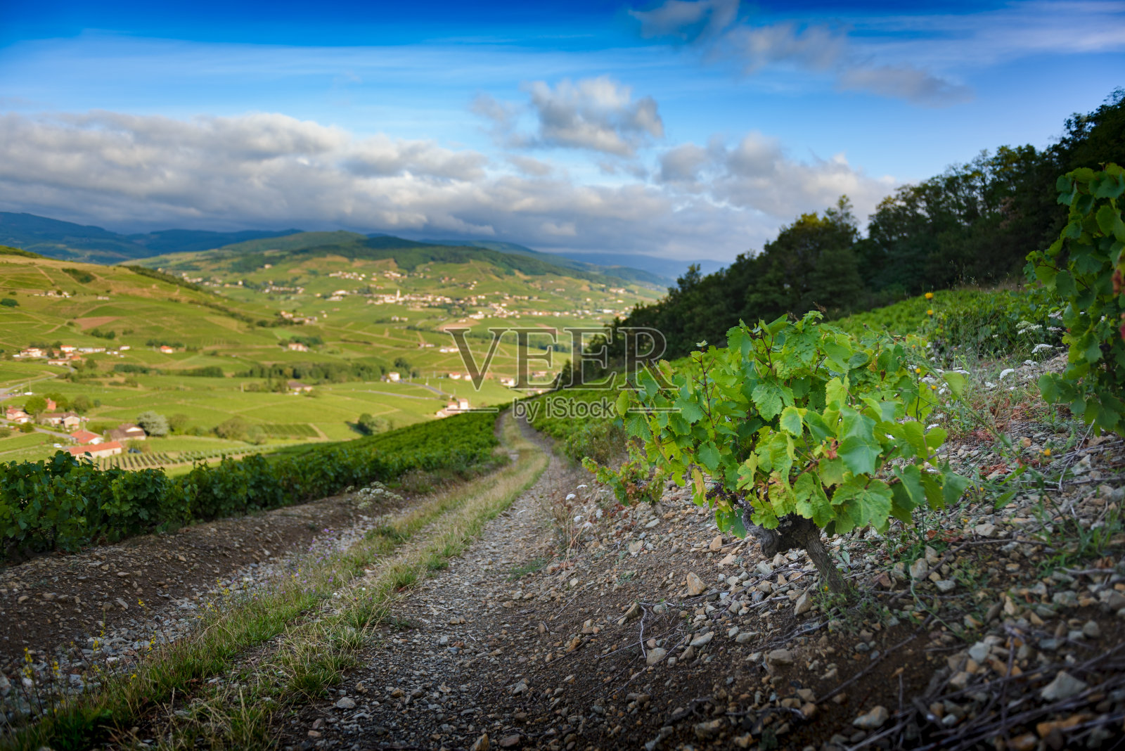 法国博若莱，阳光明媚的早晨照片摄影图片