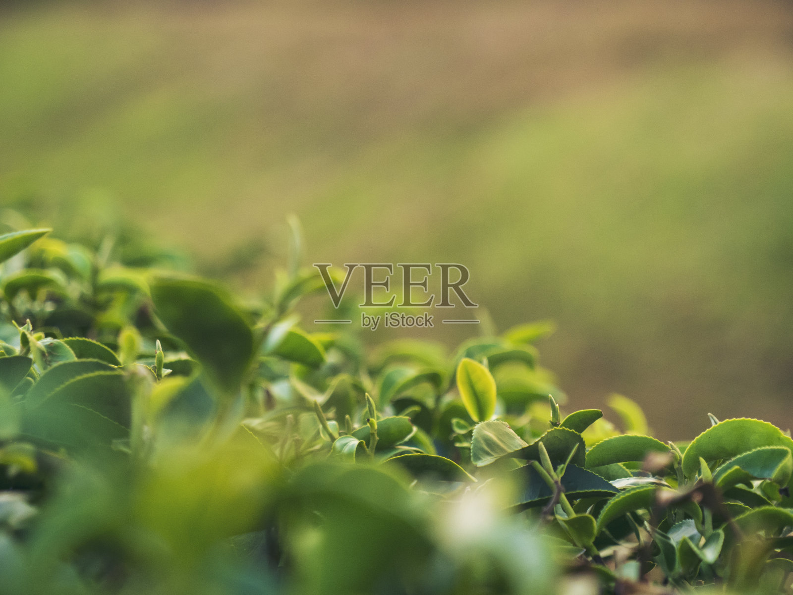 绿茶树叶田嫩芽草本绿茶树在茶树有机农场。接近新鲜树茶园山绿色自然在草药农场植物背景上午照片摄影图片