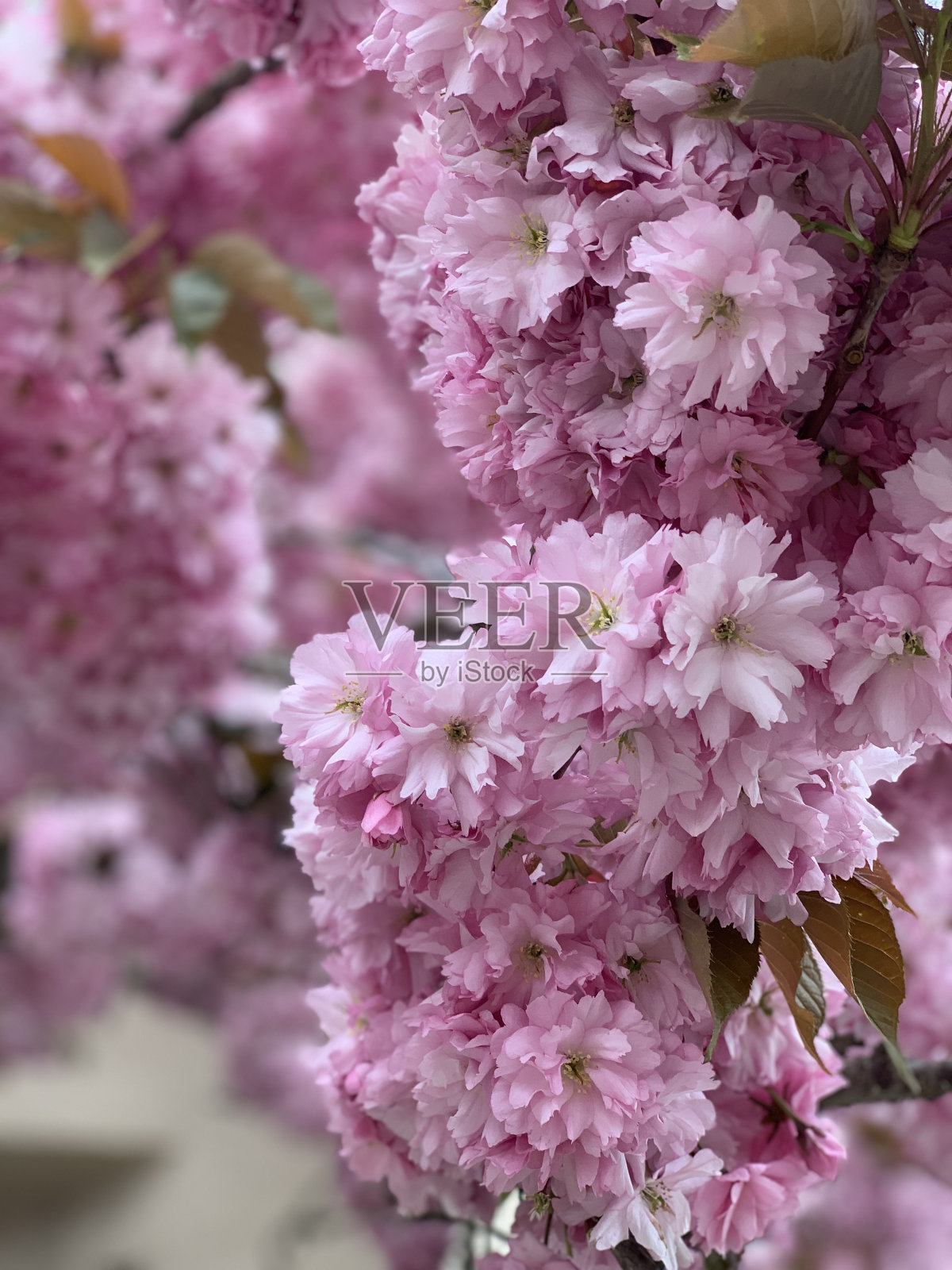 盛开的季节照片摄影图片