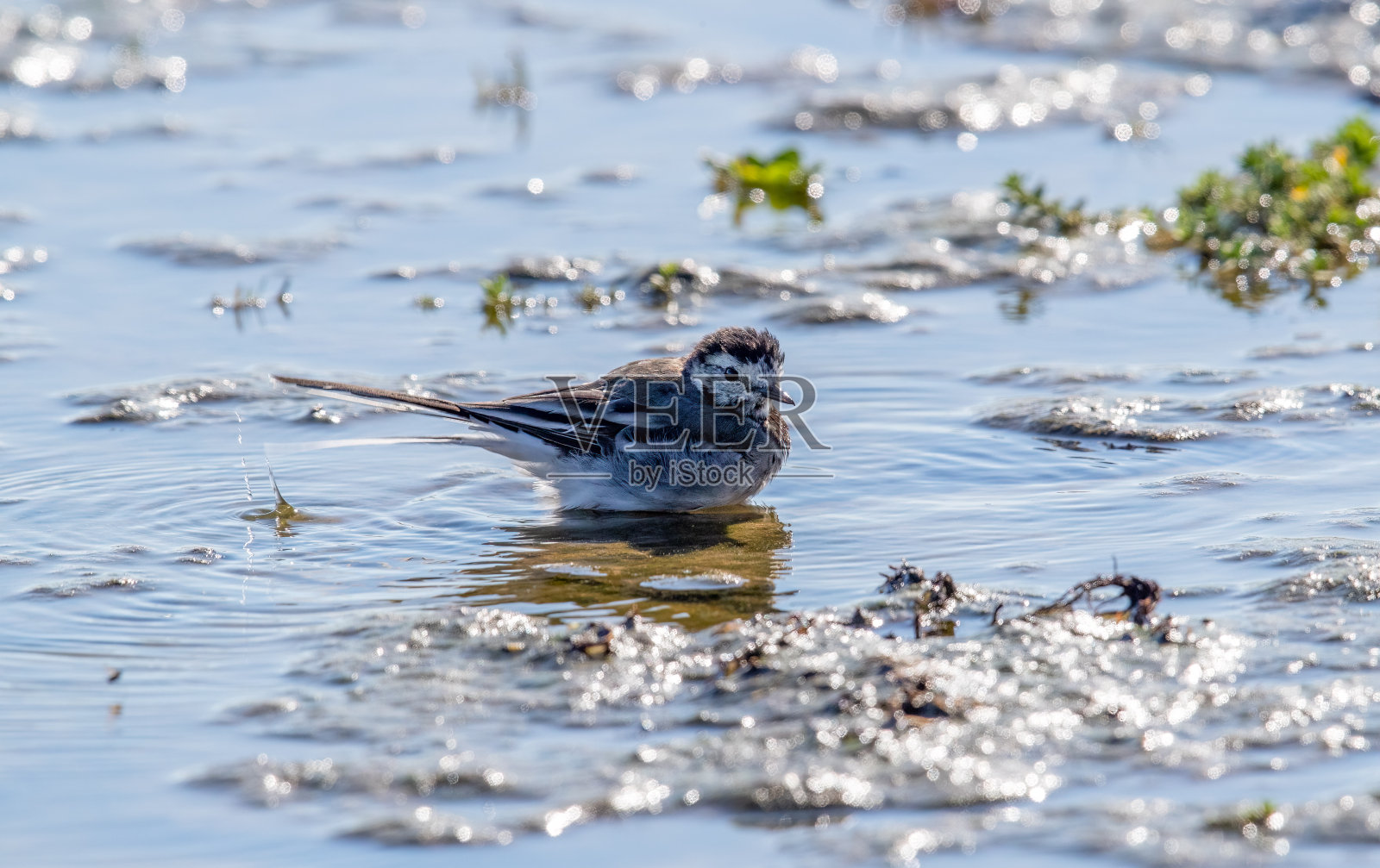 鹡鸰（白鹡鸰）沐浴照片摄影图片