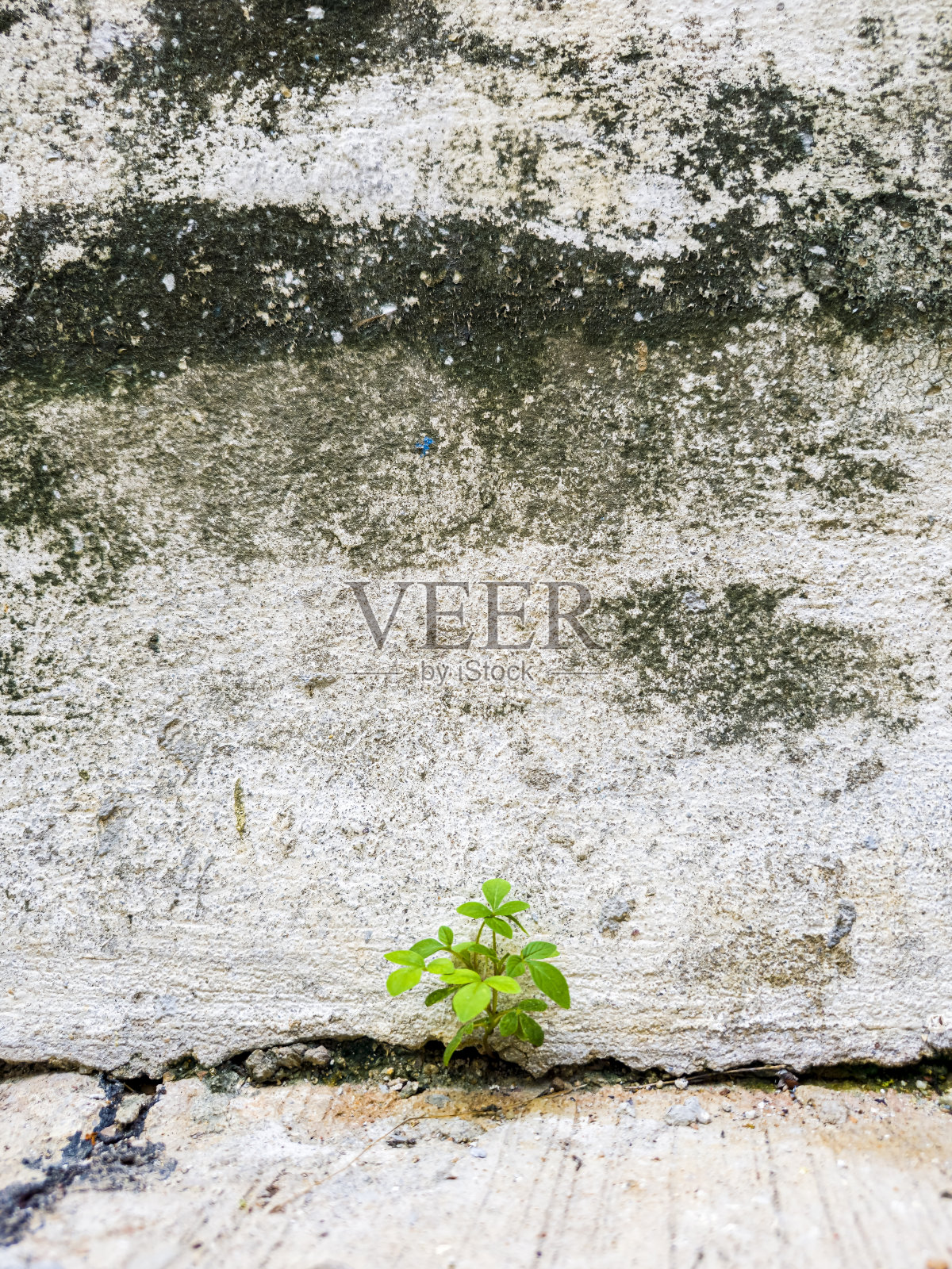 植物在混凝土上生长照片摄影图片