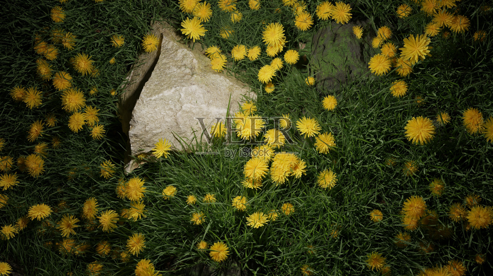 3d渲染花盛开的绿色草地照明在黄昏场景照片摄影图片