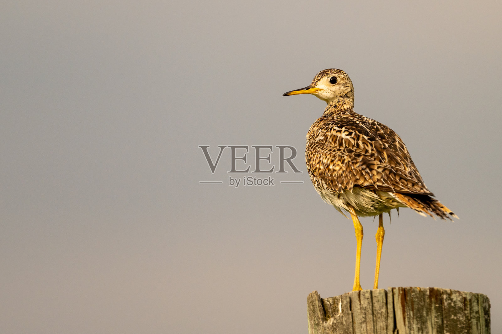 发布照片摄影图片