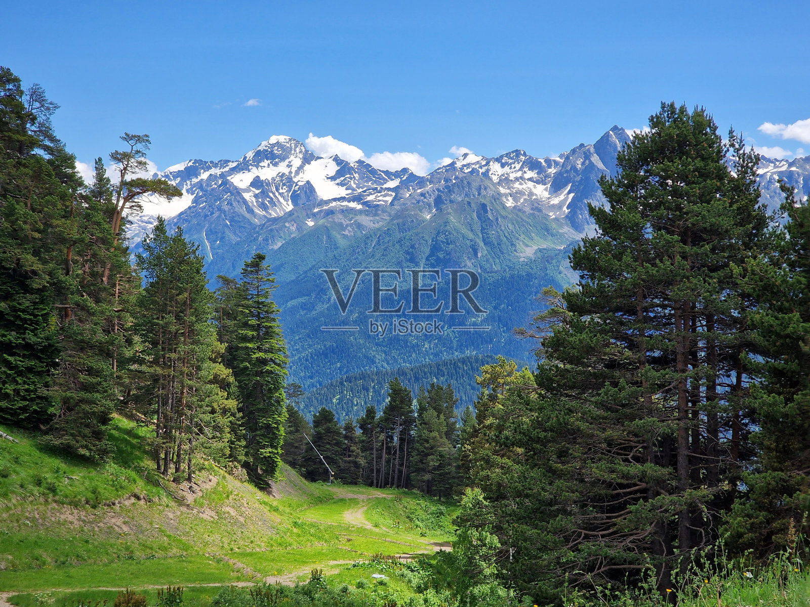 令人惊叹的绿色针叶林与高耸的雪山为背景。简约的照片。Arkhyz，卡拉恰伊-切尔克斯，俄罗斯照片摄影图片